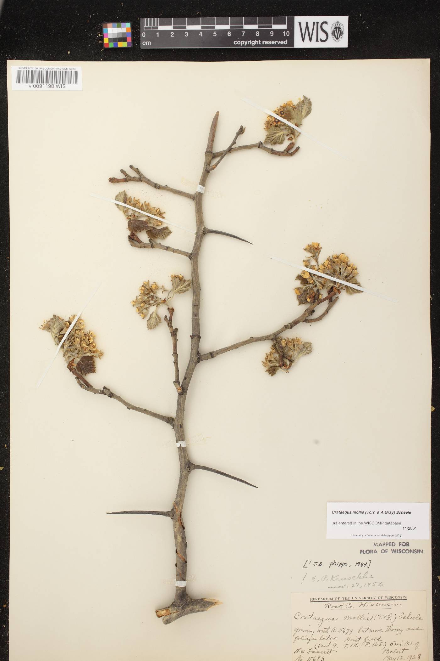 Crataegus mollis image
