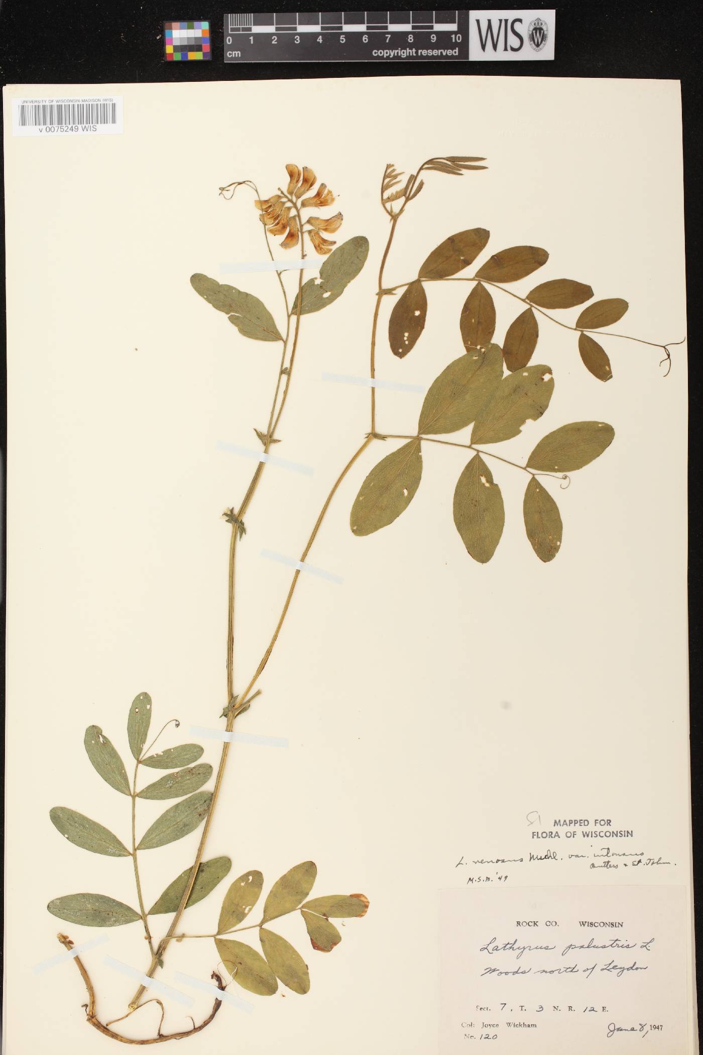Lathyrus venosus image