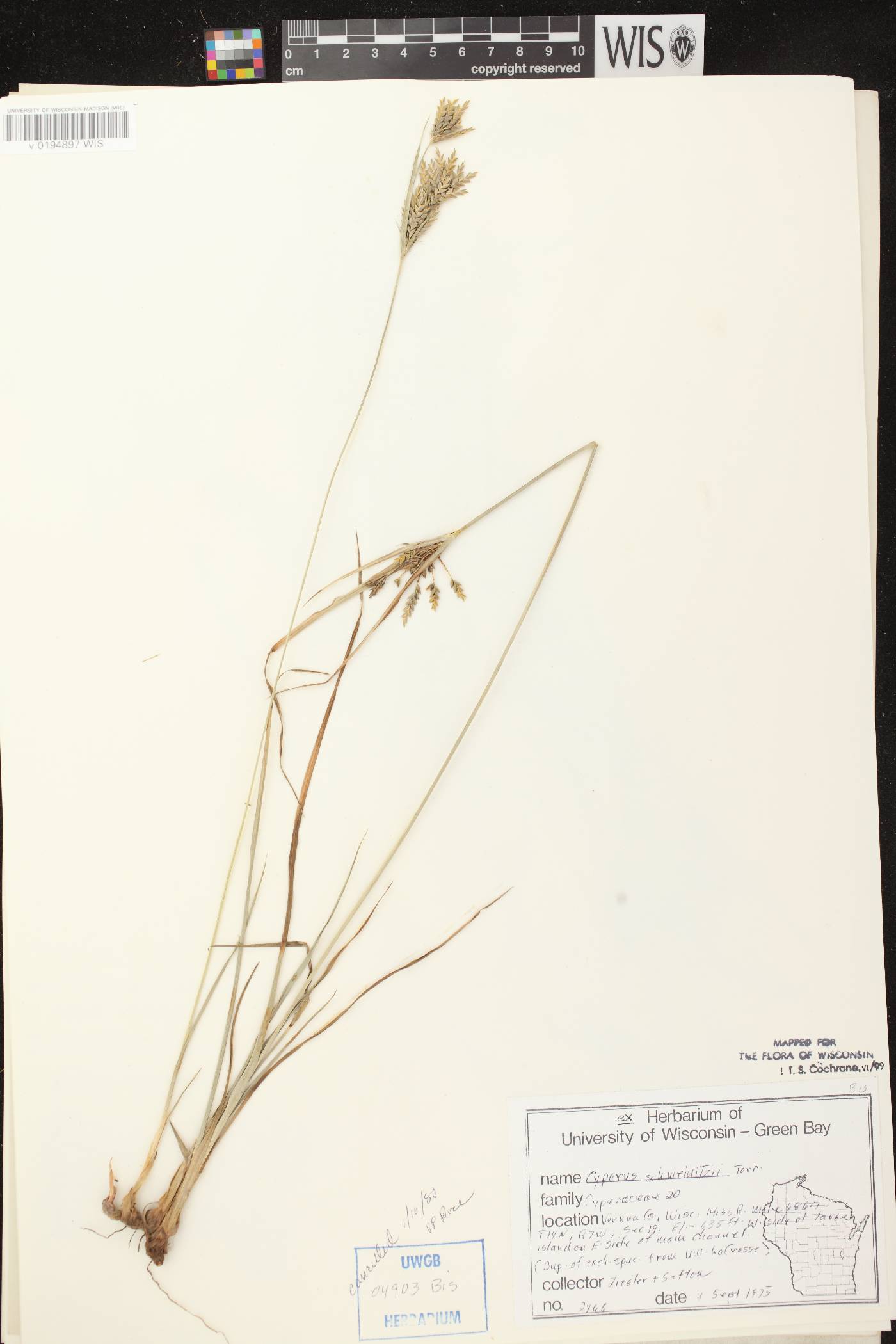 Cyperus schweinitzii image