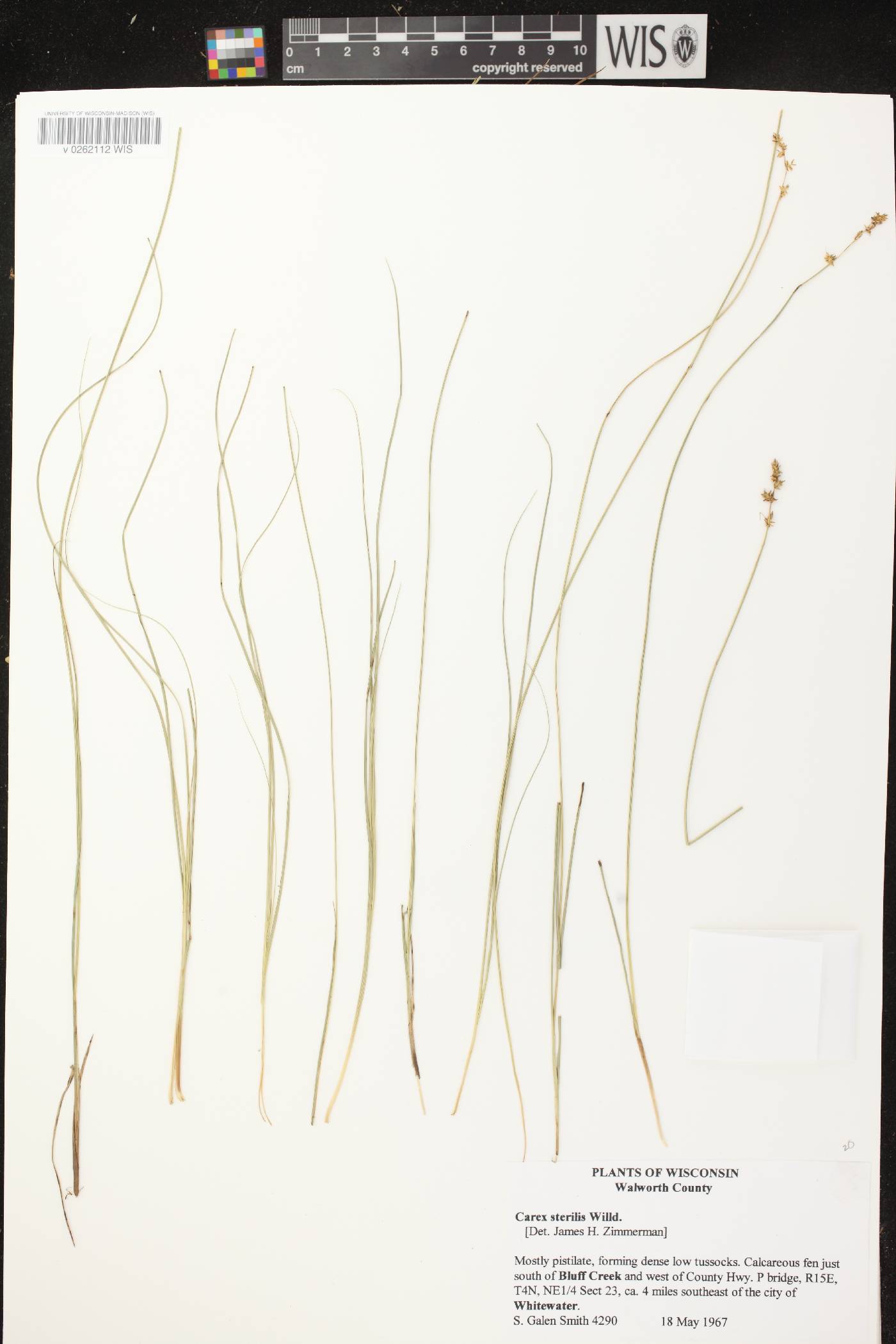 Carex sterilis image