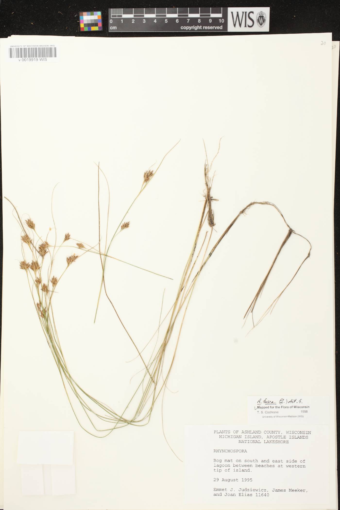 Rhynchospora fusca image