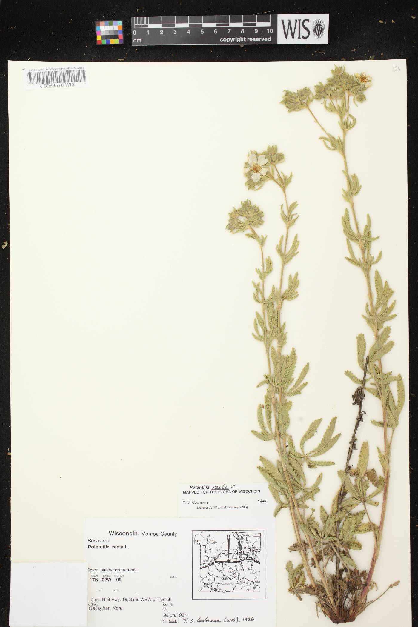 Potentilla recta image