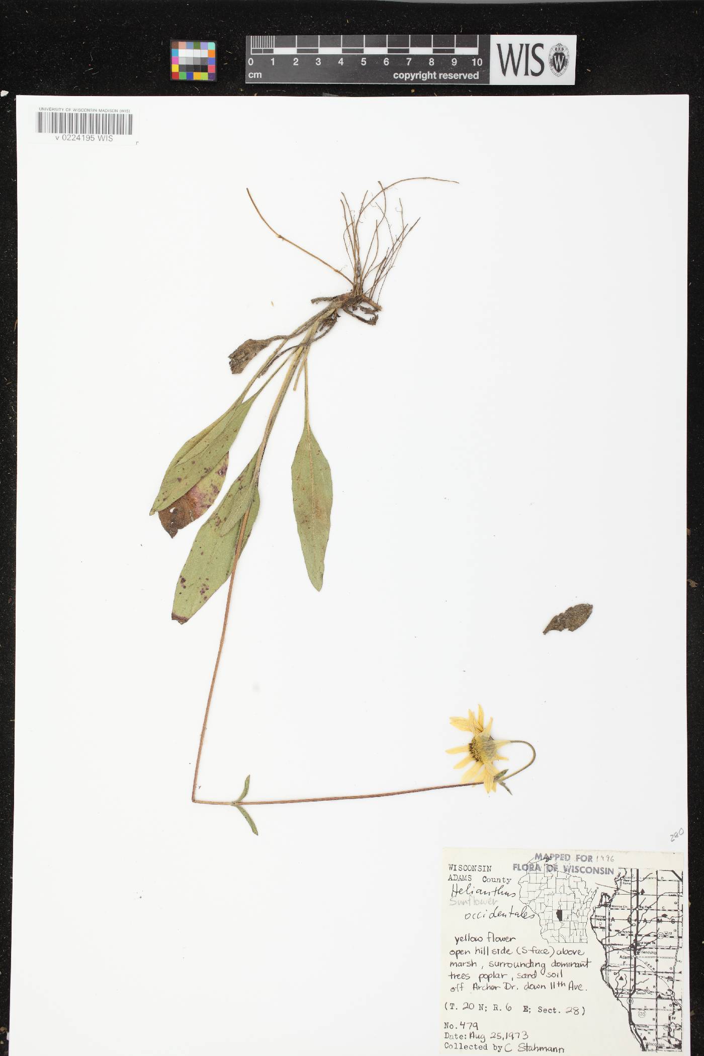 Helianthus occidentalis subsp. occidentalis image