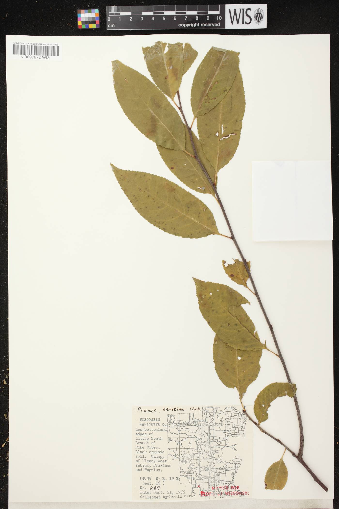 Prunus serotina var. serotina image