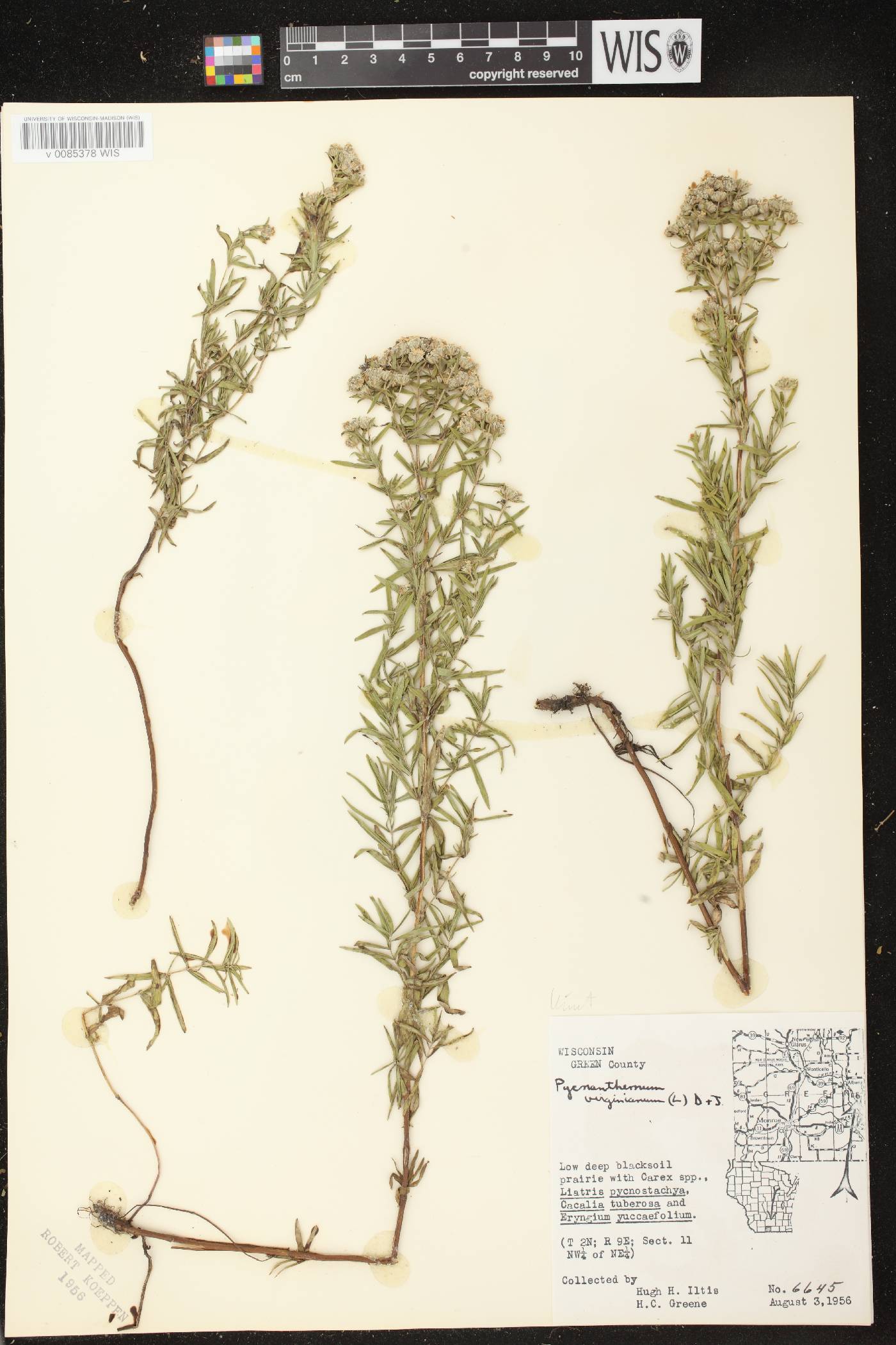 Pycnanthemum virginianum image