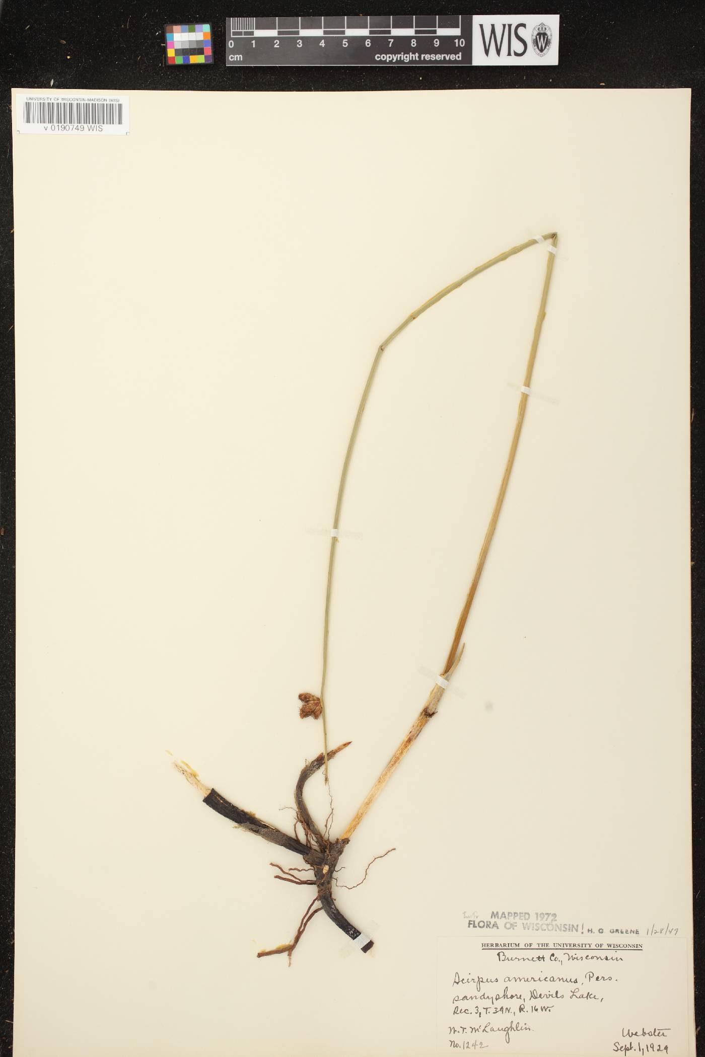 Schoenoplectus pungens image