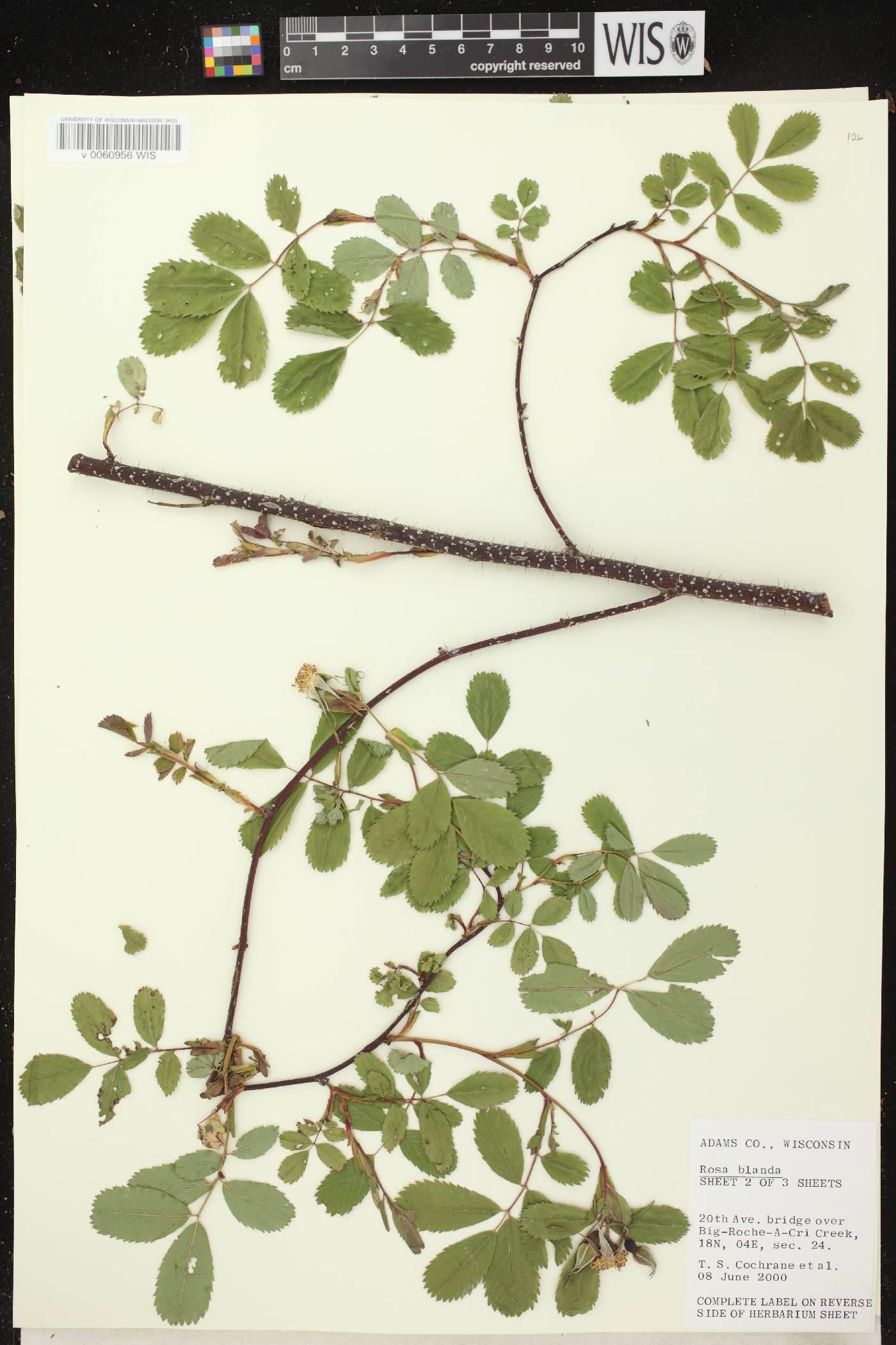 Rosa blanda image