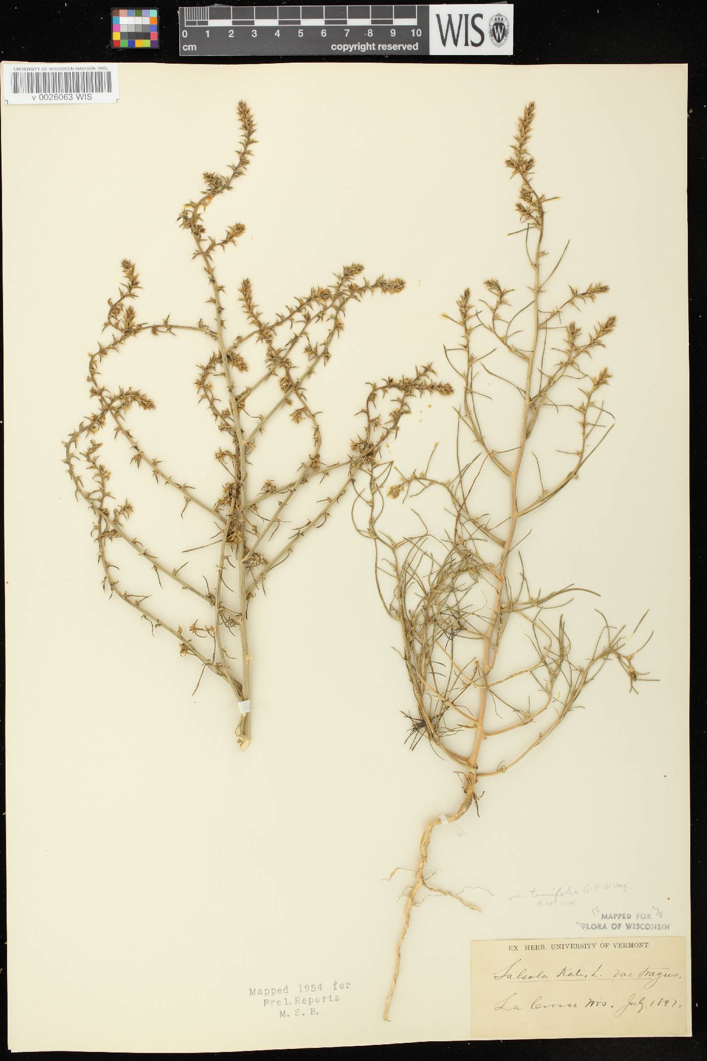 Salsola tragus image