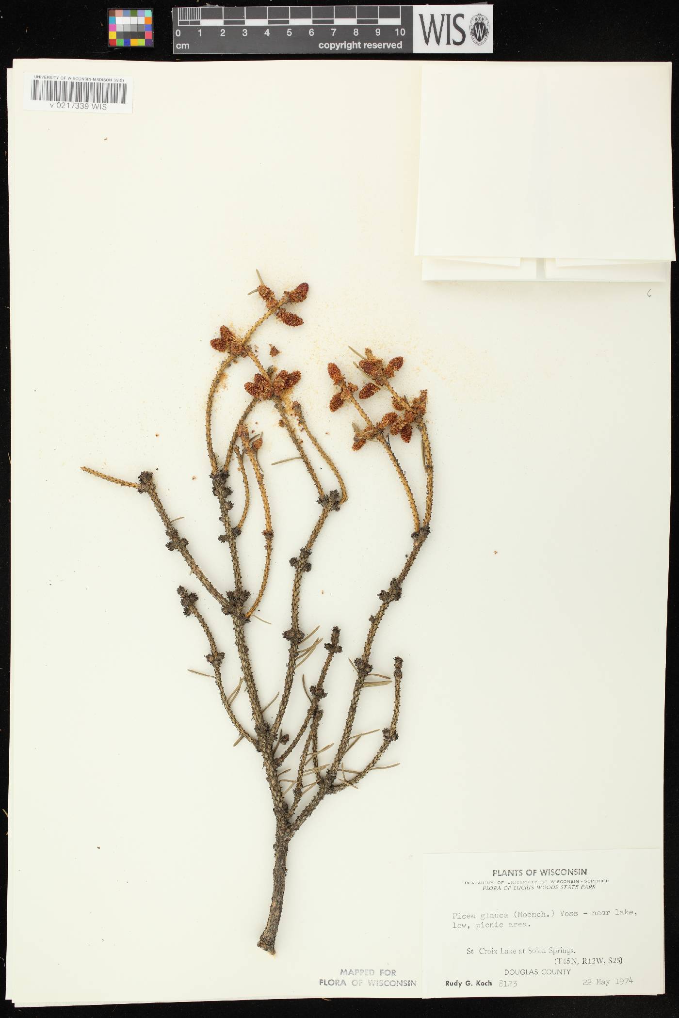 Picea glauca image