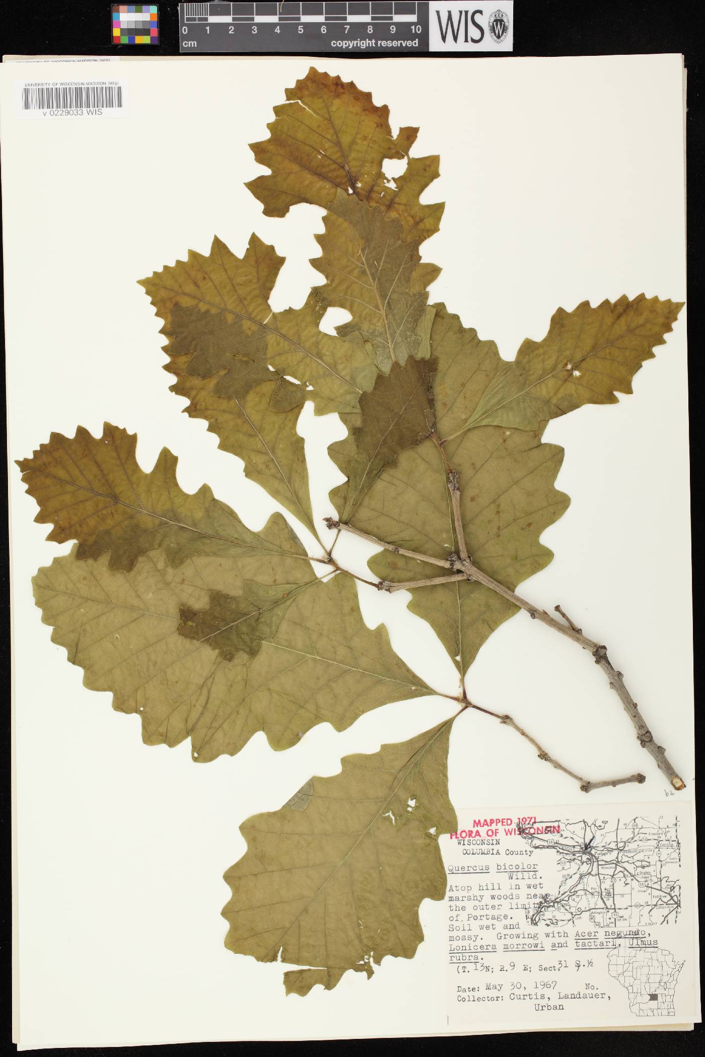 Quercus bicolor image