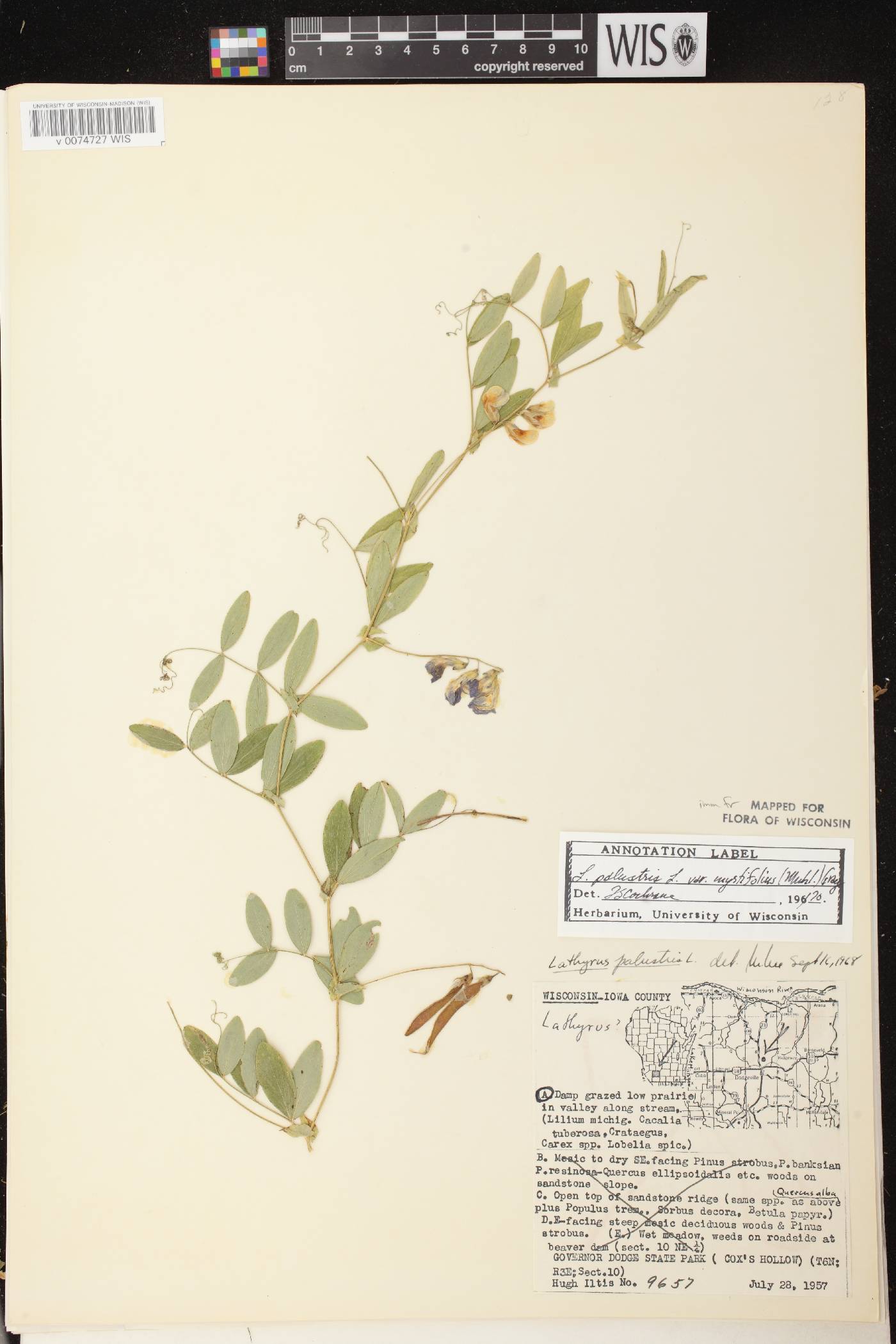 Lathyrus palustris image