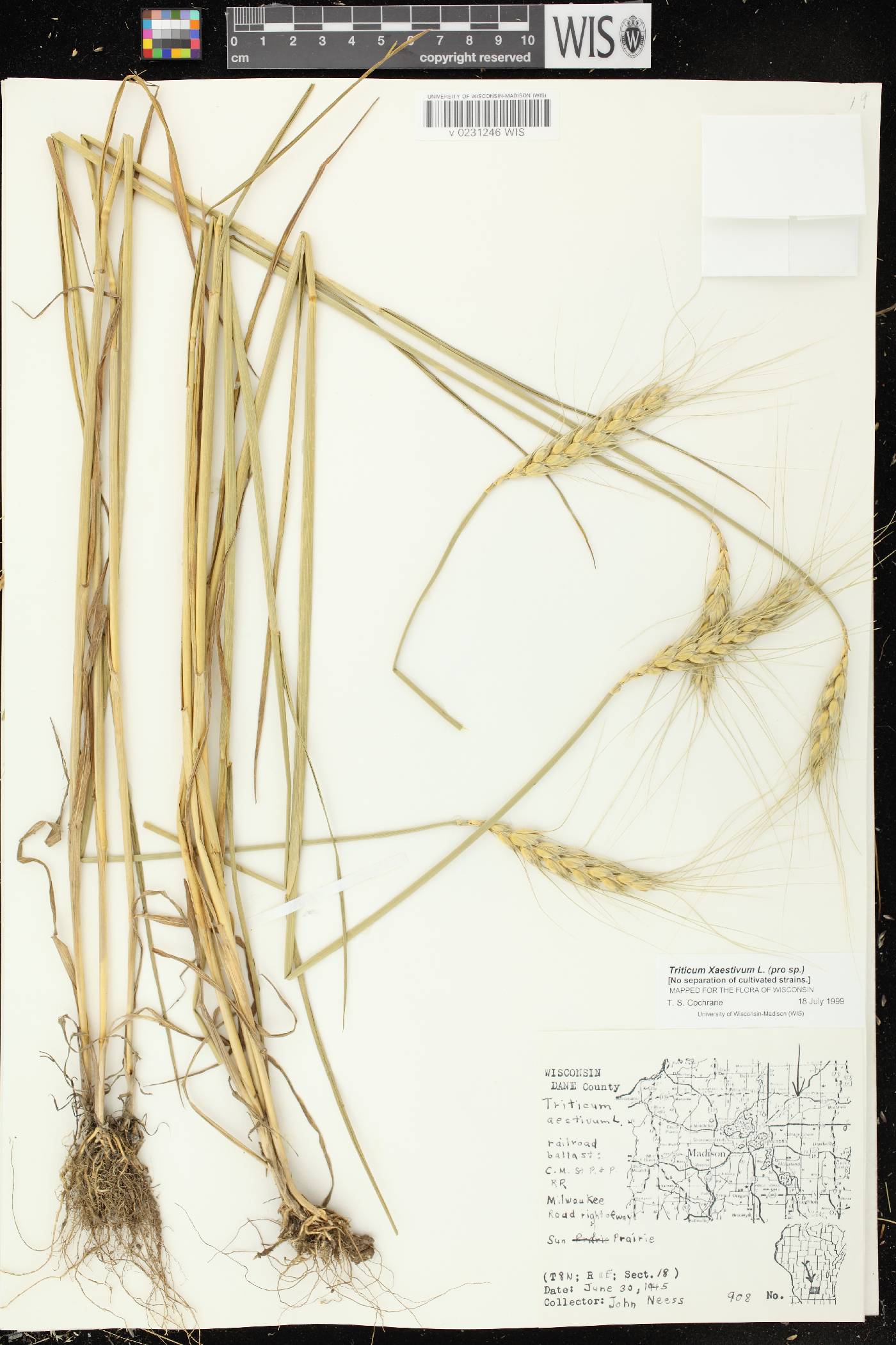 Triticum aestivum image