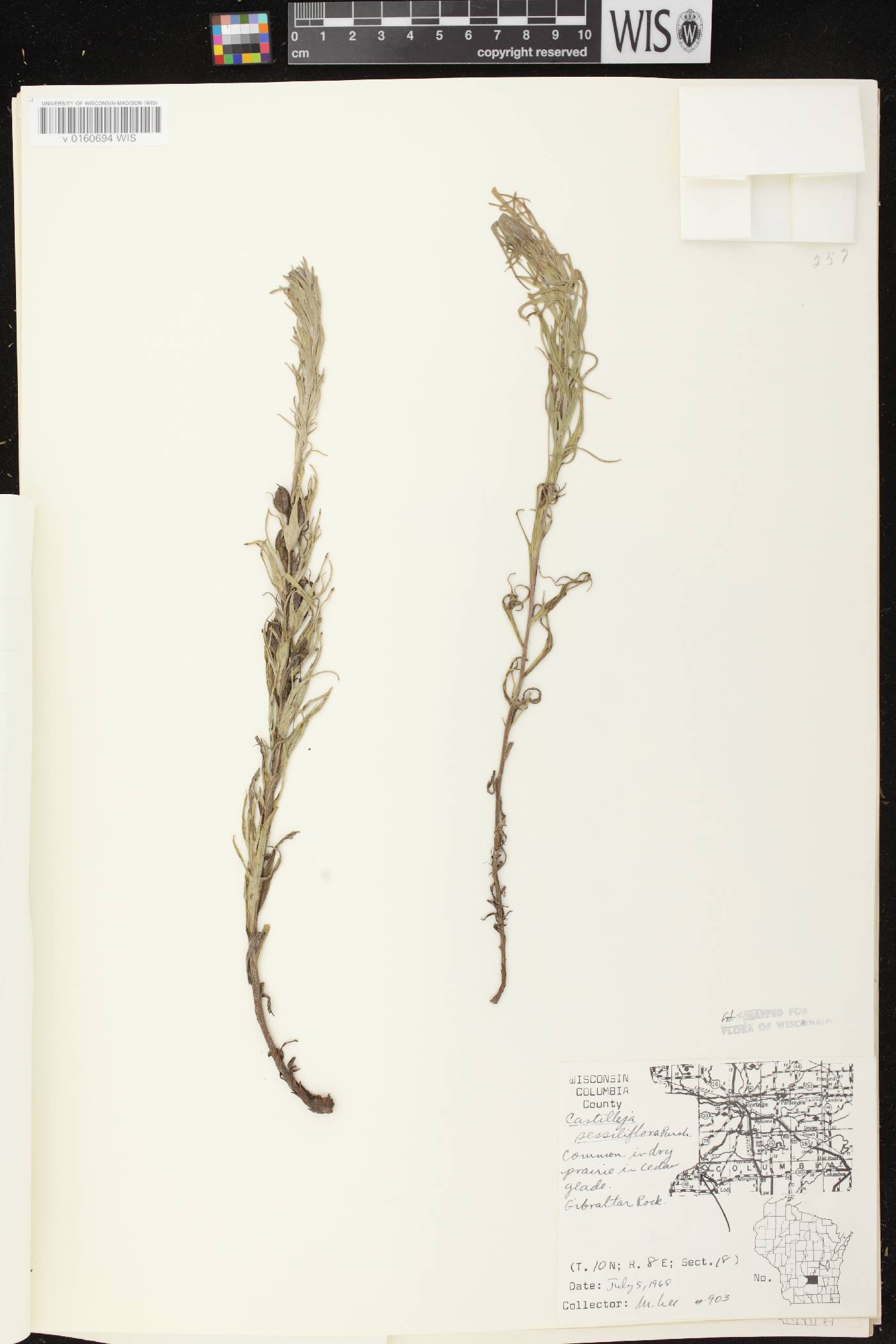 Castilleja sessiliflora image