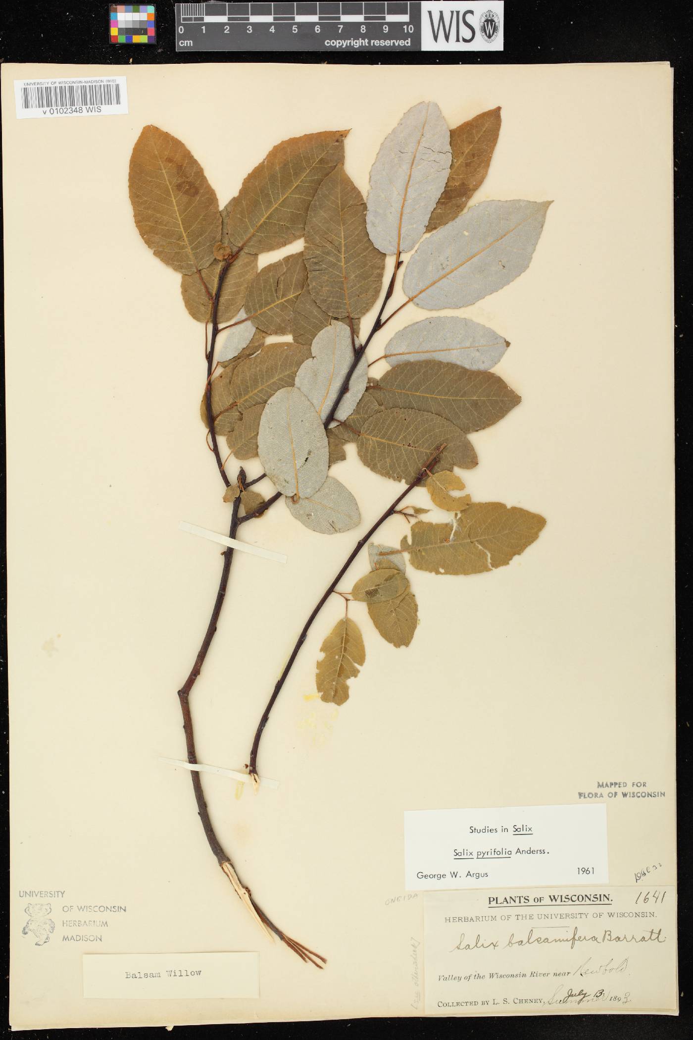Salix pyrifolia image