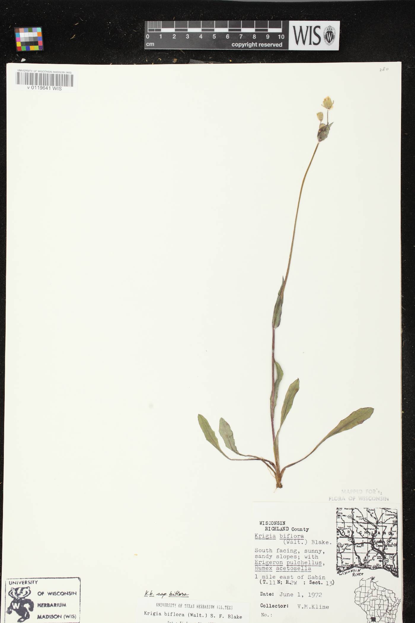 Krigia biflora subsp. biflora image