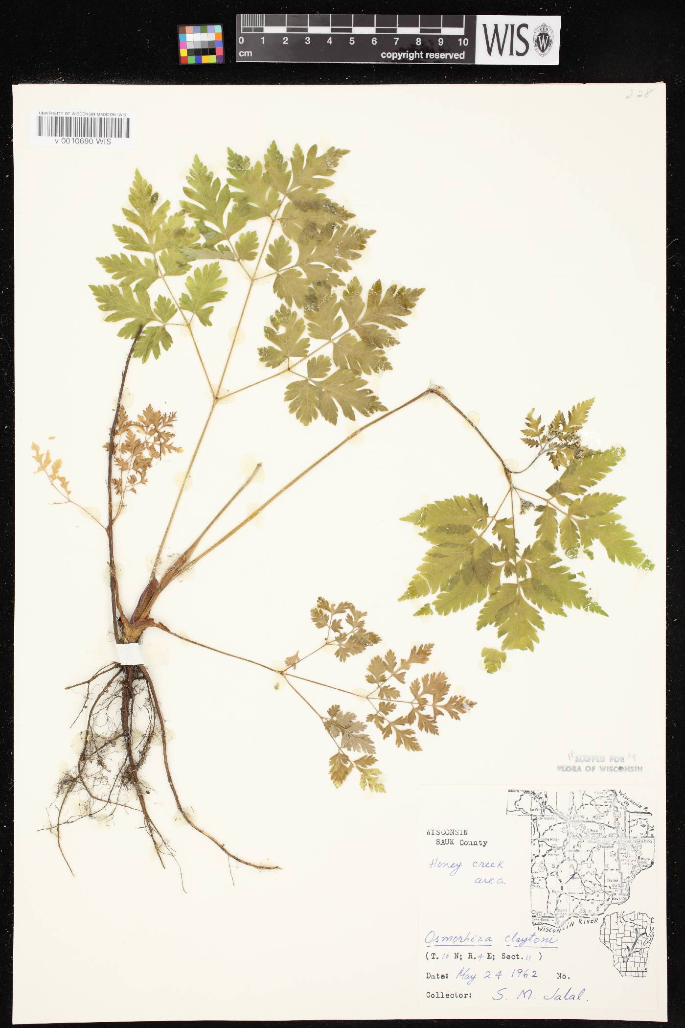Osmorhiza claytonii image