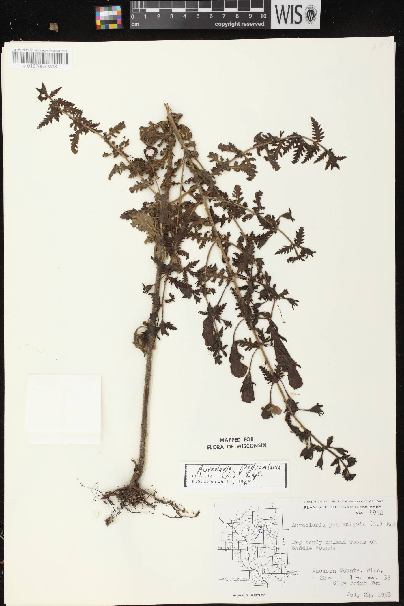 Aureolaria pedicularia image