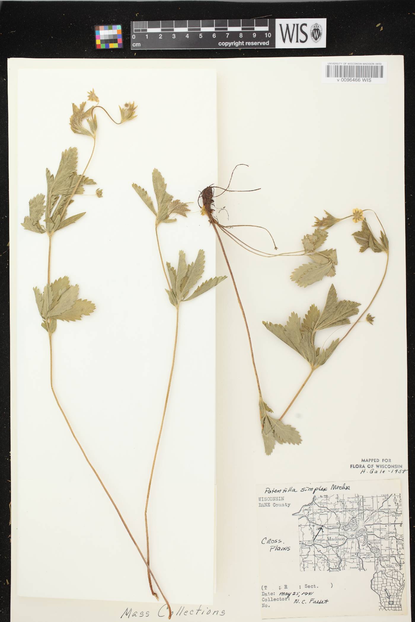 Potentilla simplex image