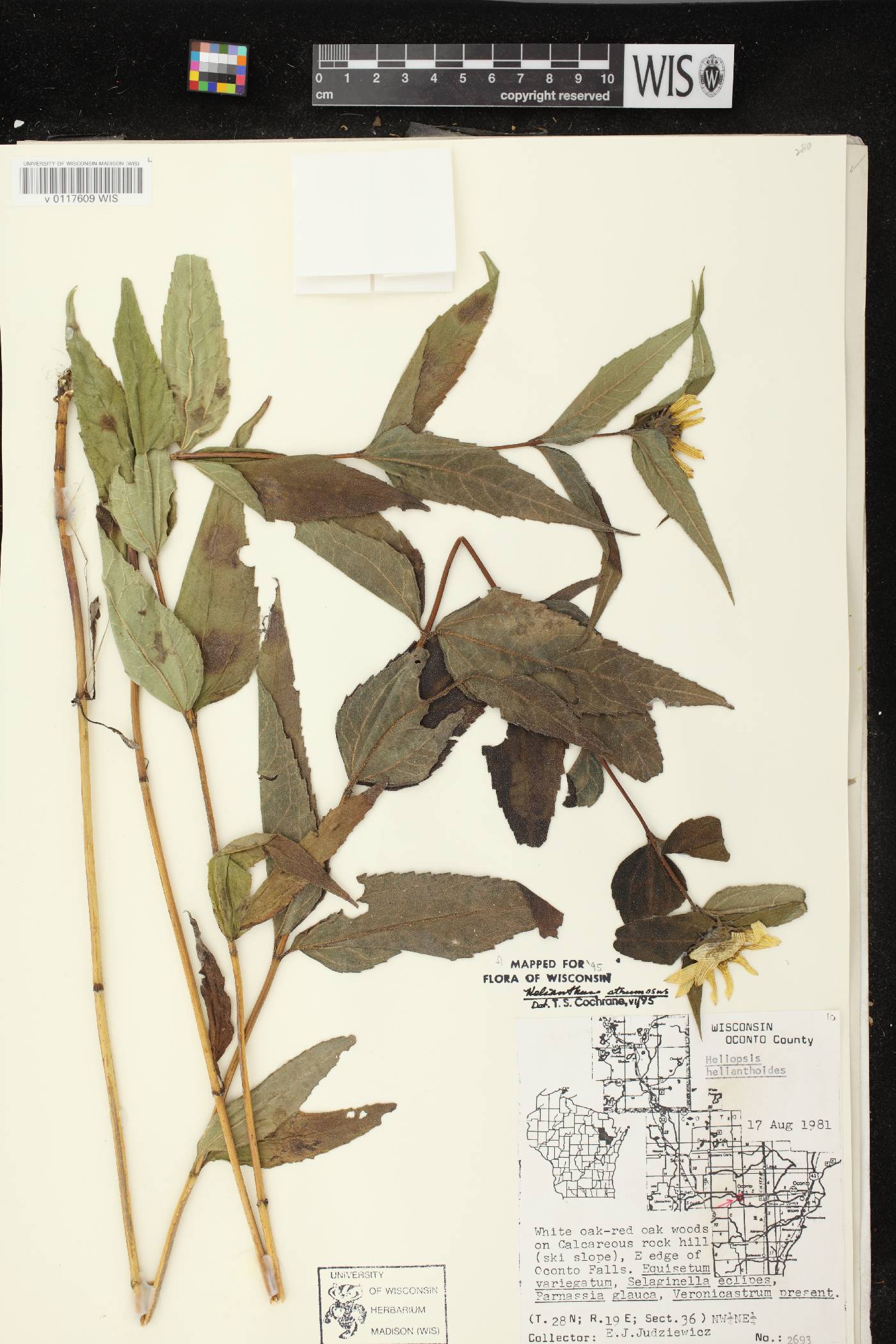 Helianthus strumosus image