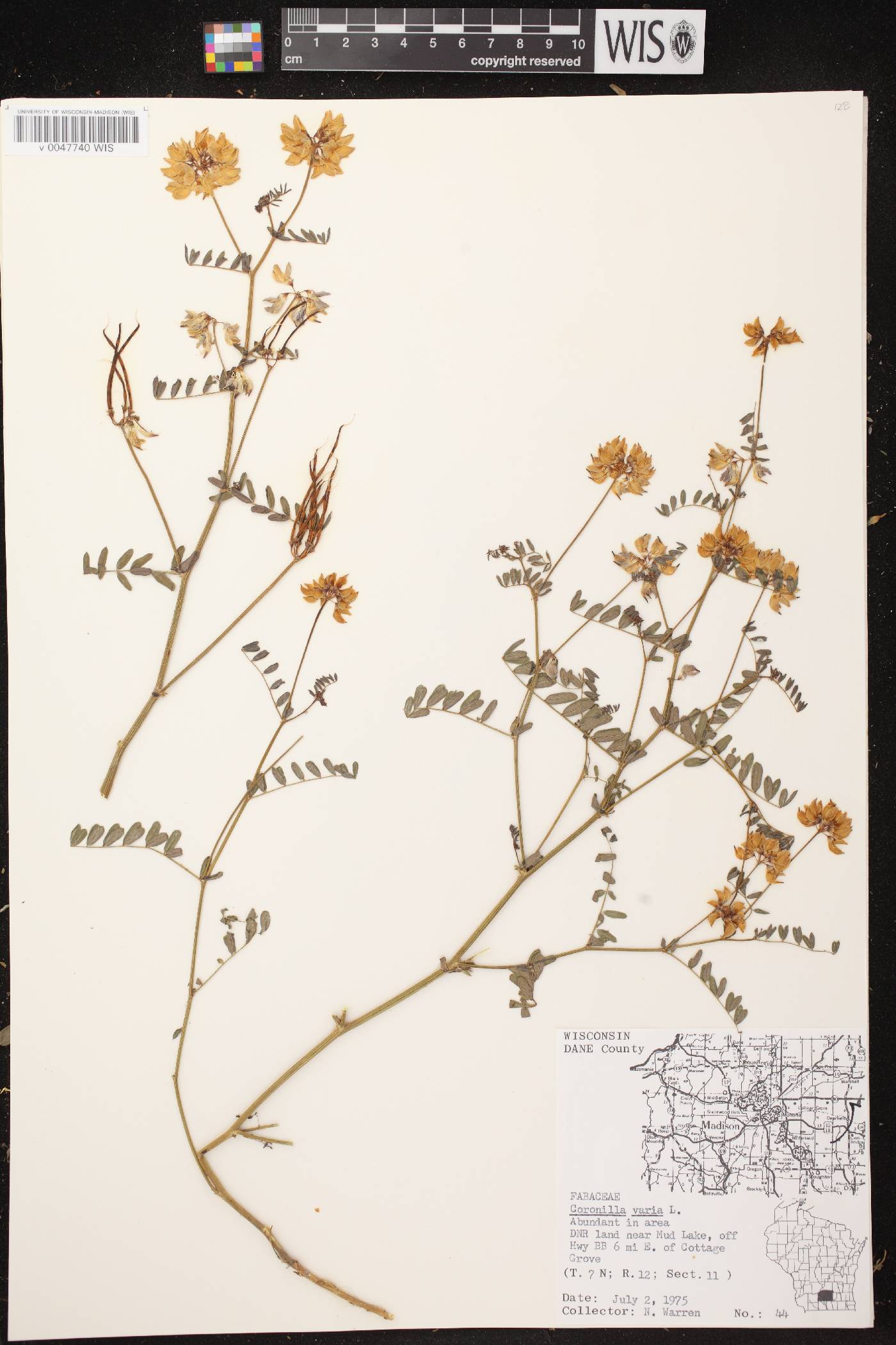 Securigera varia image