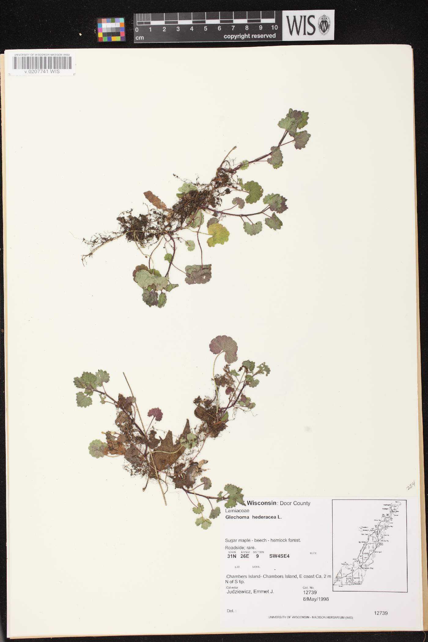Glechoma hederacea image