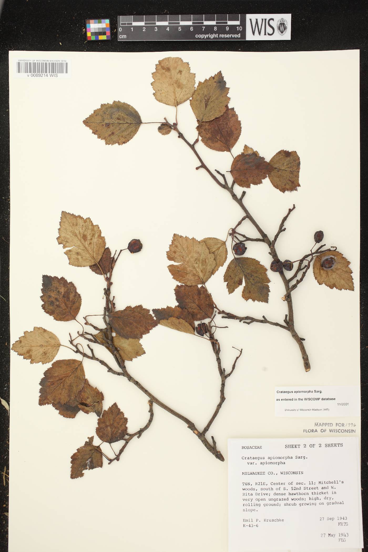 Crataegus fluviatilis image