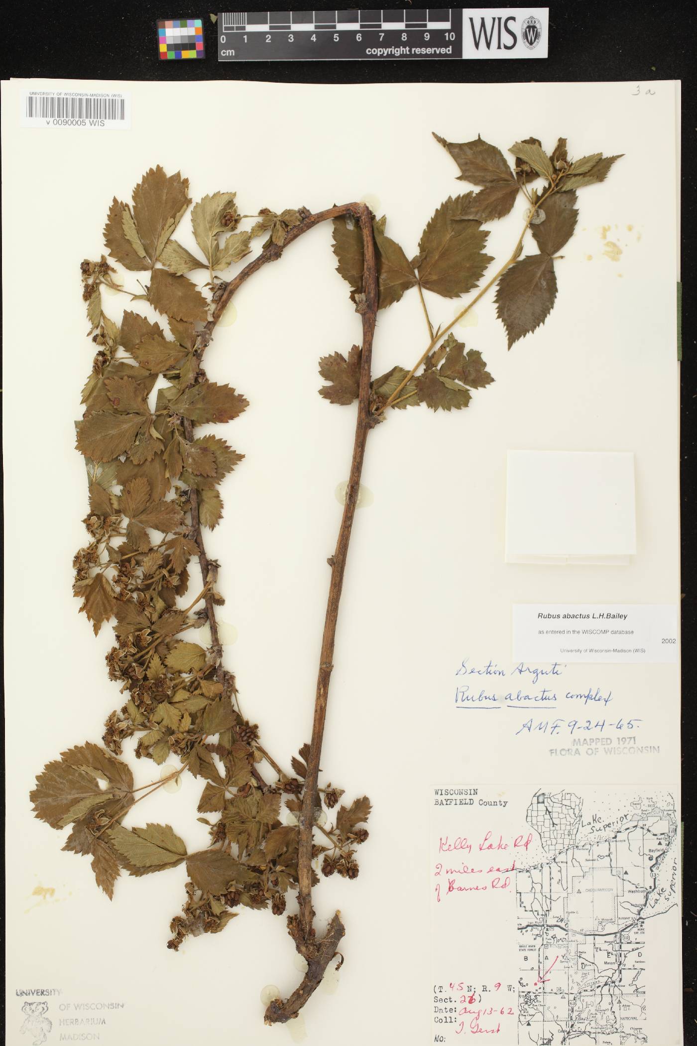 Rubus pensilvanicus image