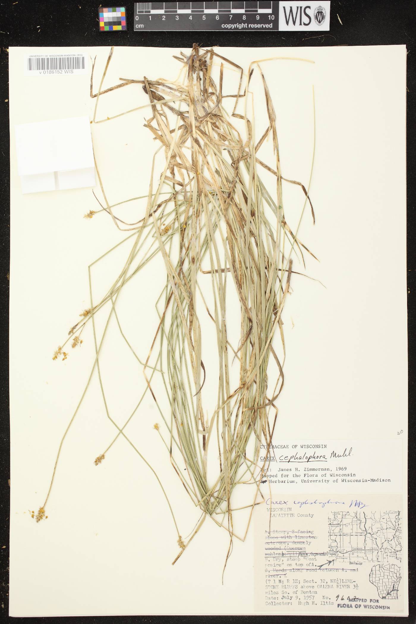 Carex cephalophora image