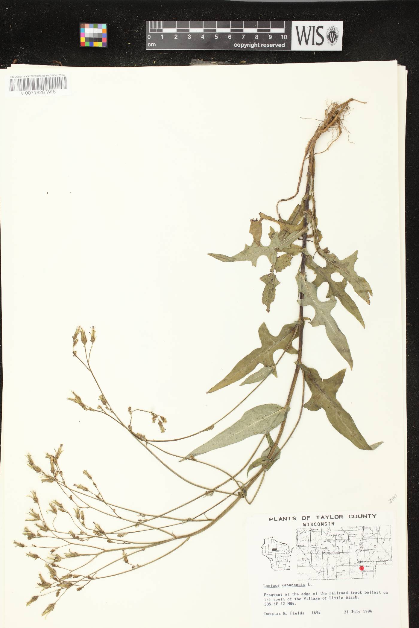 Lactuca canadensis image