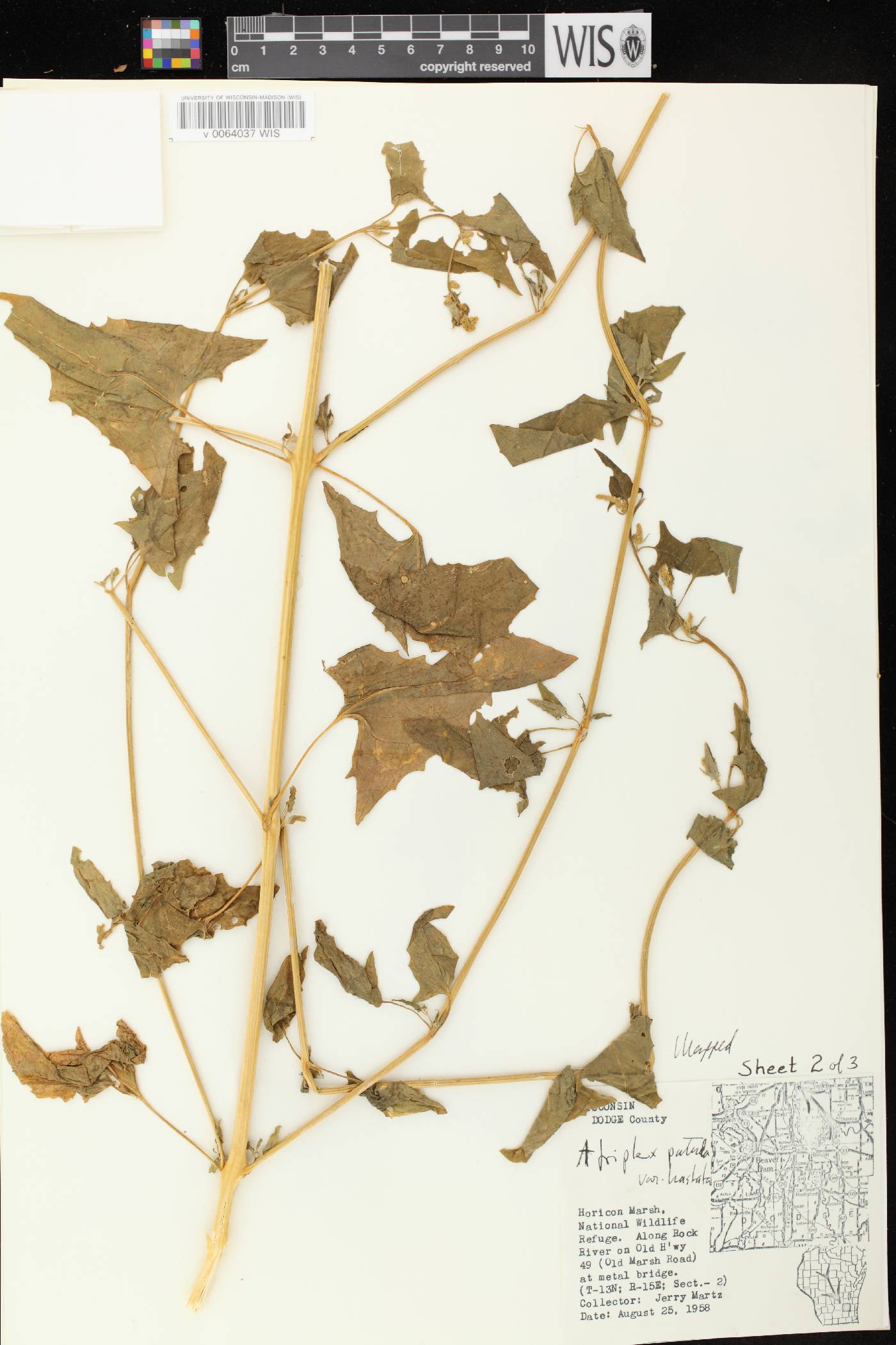 Atriplex prostrata image