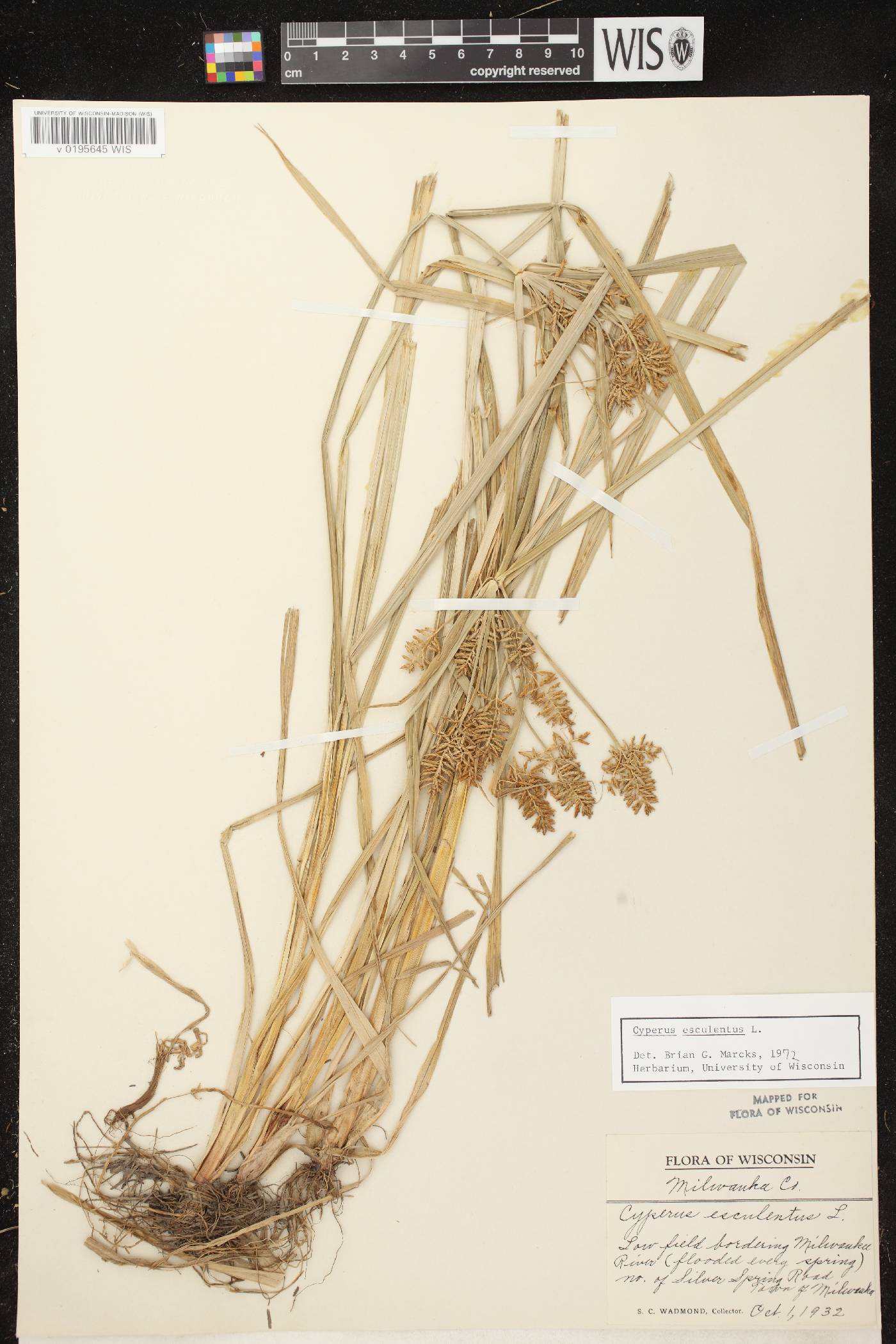 Cyperus esculentus var. leptostachyus image