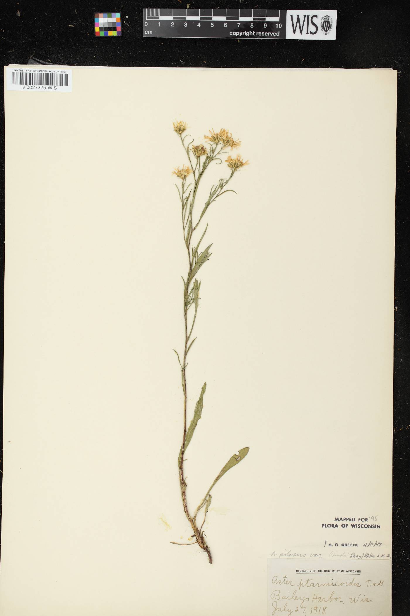 Symphyotrichum pilosum image