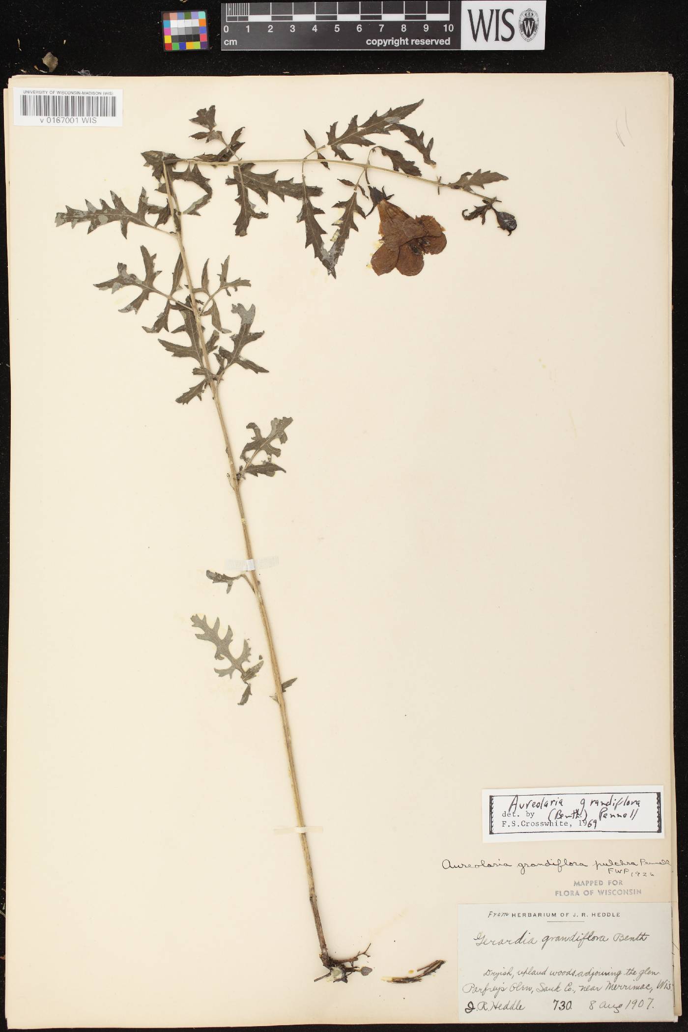 Aureolaria grandiflora var. pulchra image