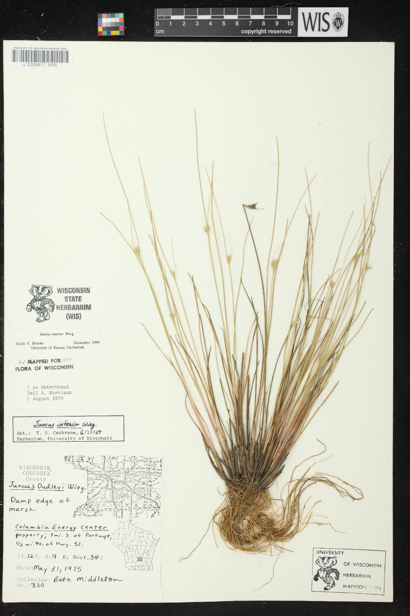 Juncus interior image