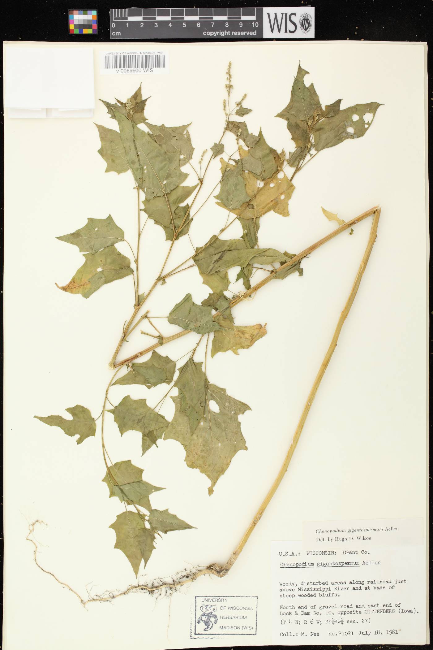 Chenopodium simplex image