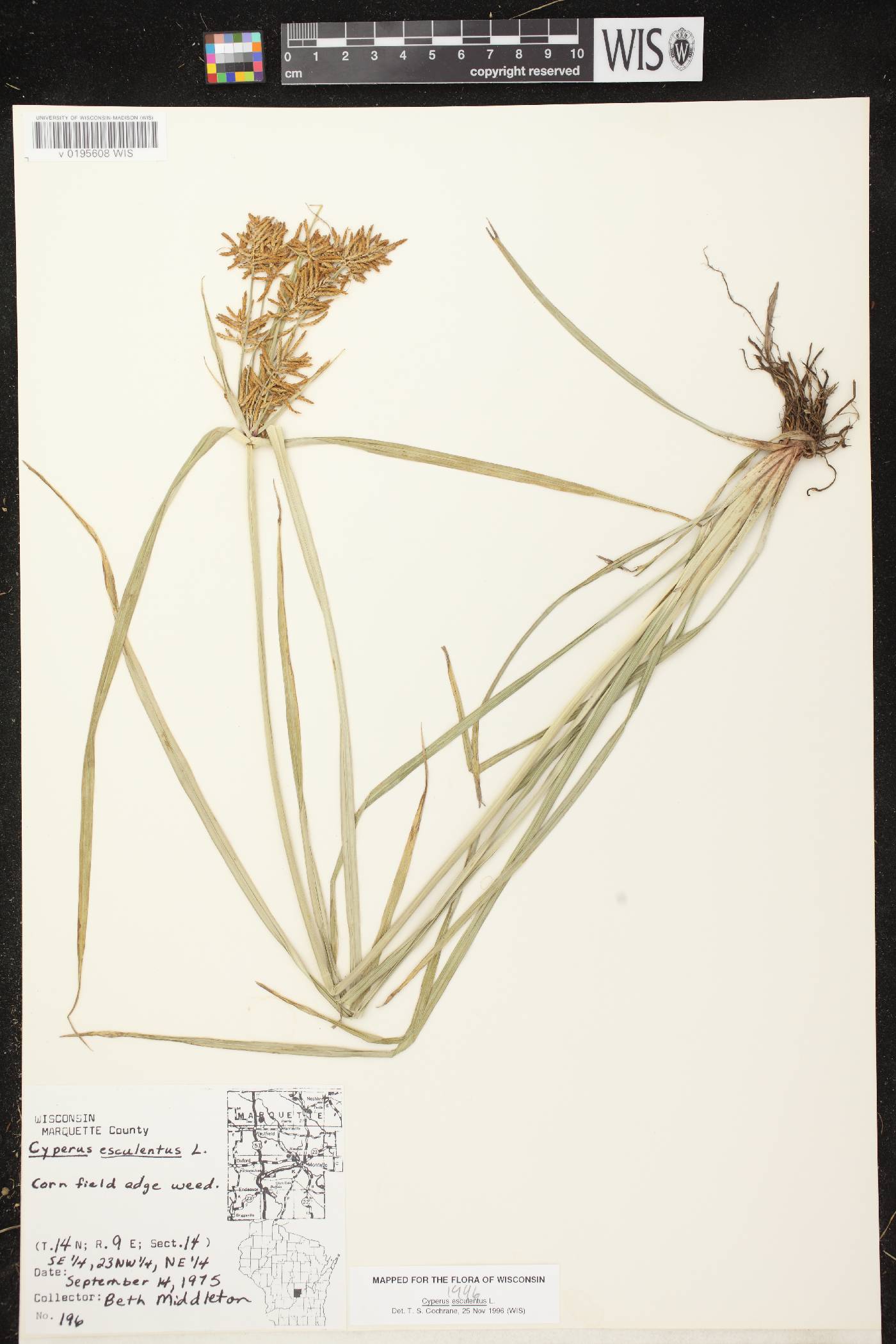 Cyperus esculentus var. leptostachyus image