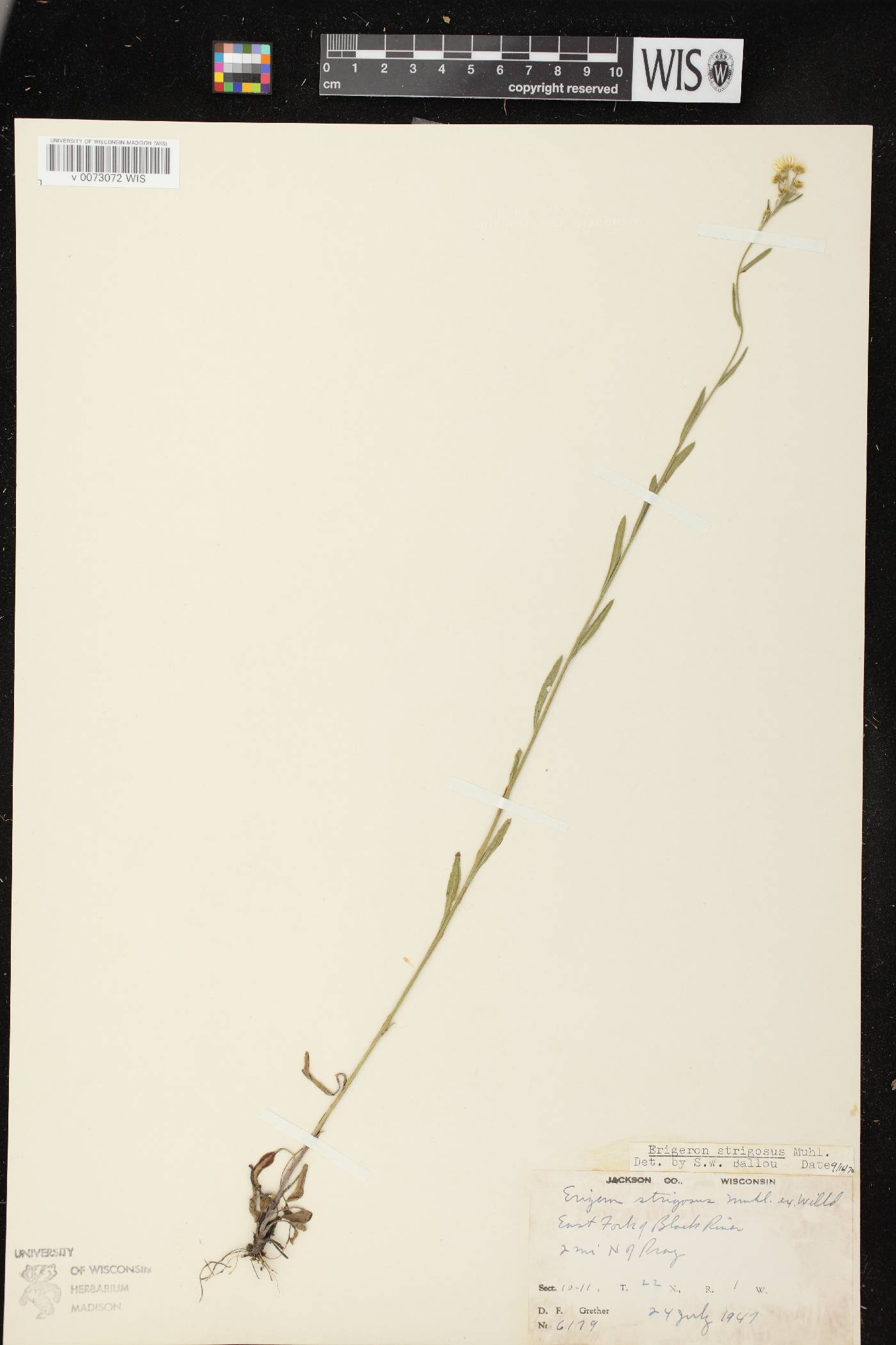 Erigeron strigosus image