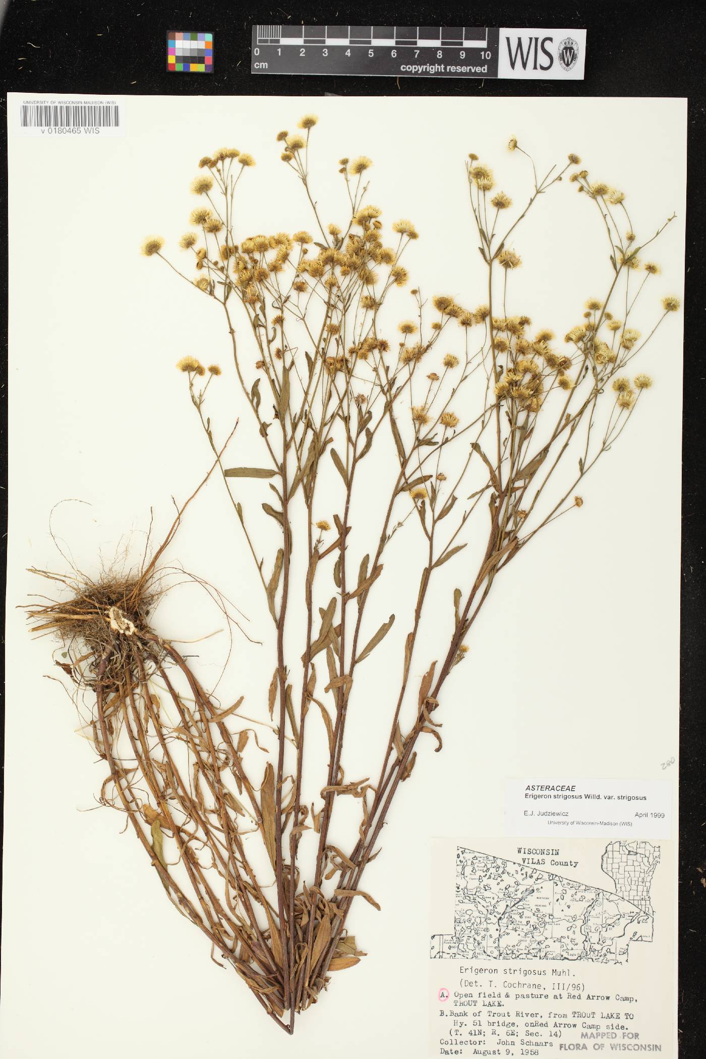 Erigeron strigosus image