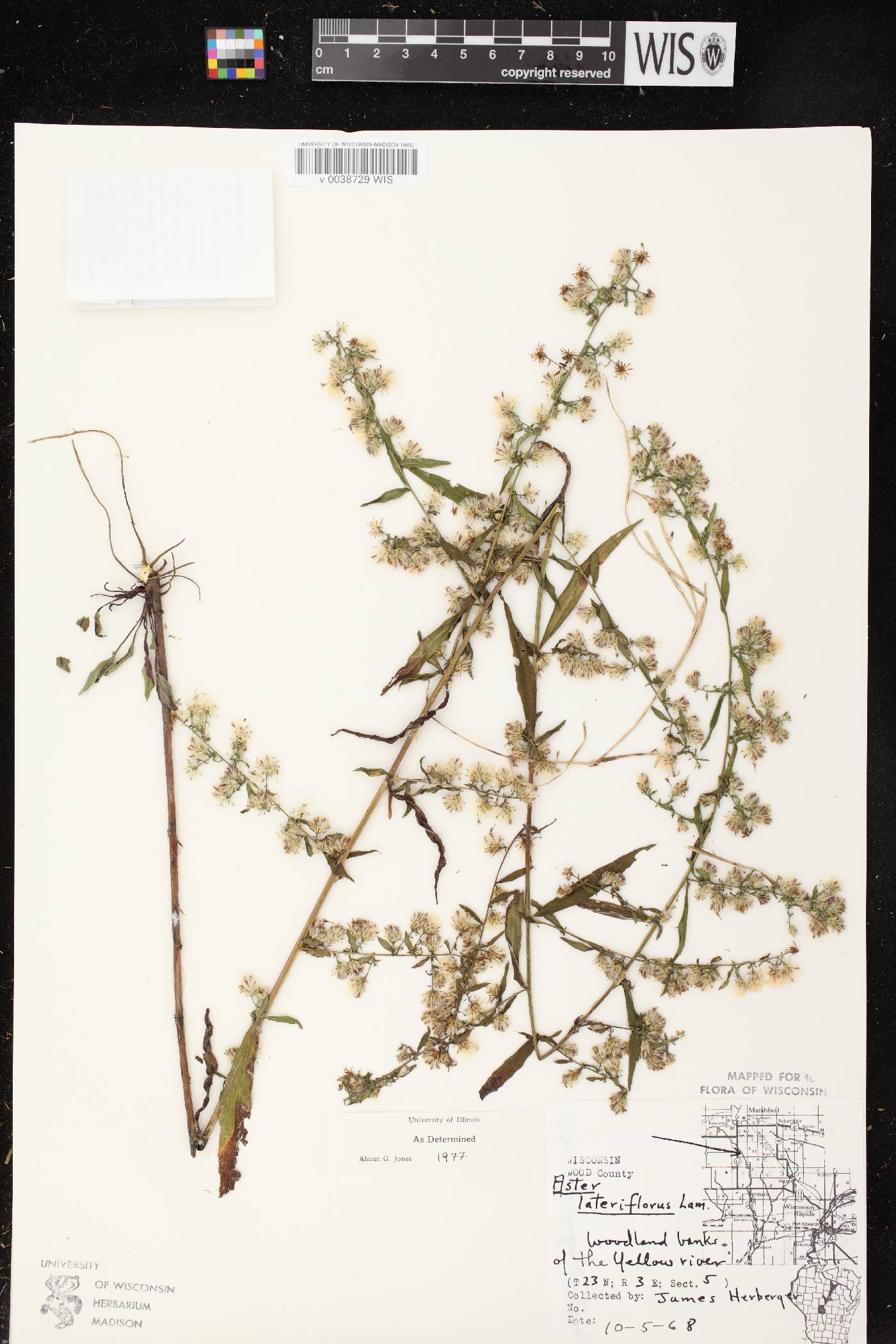 Symphyotrichum lateriflorum image