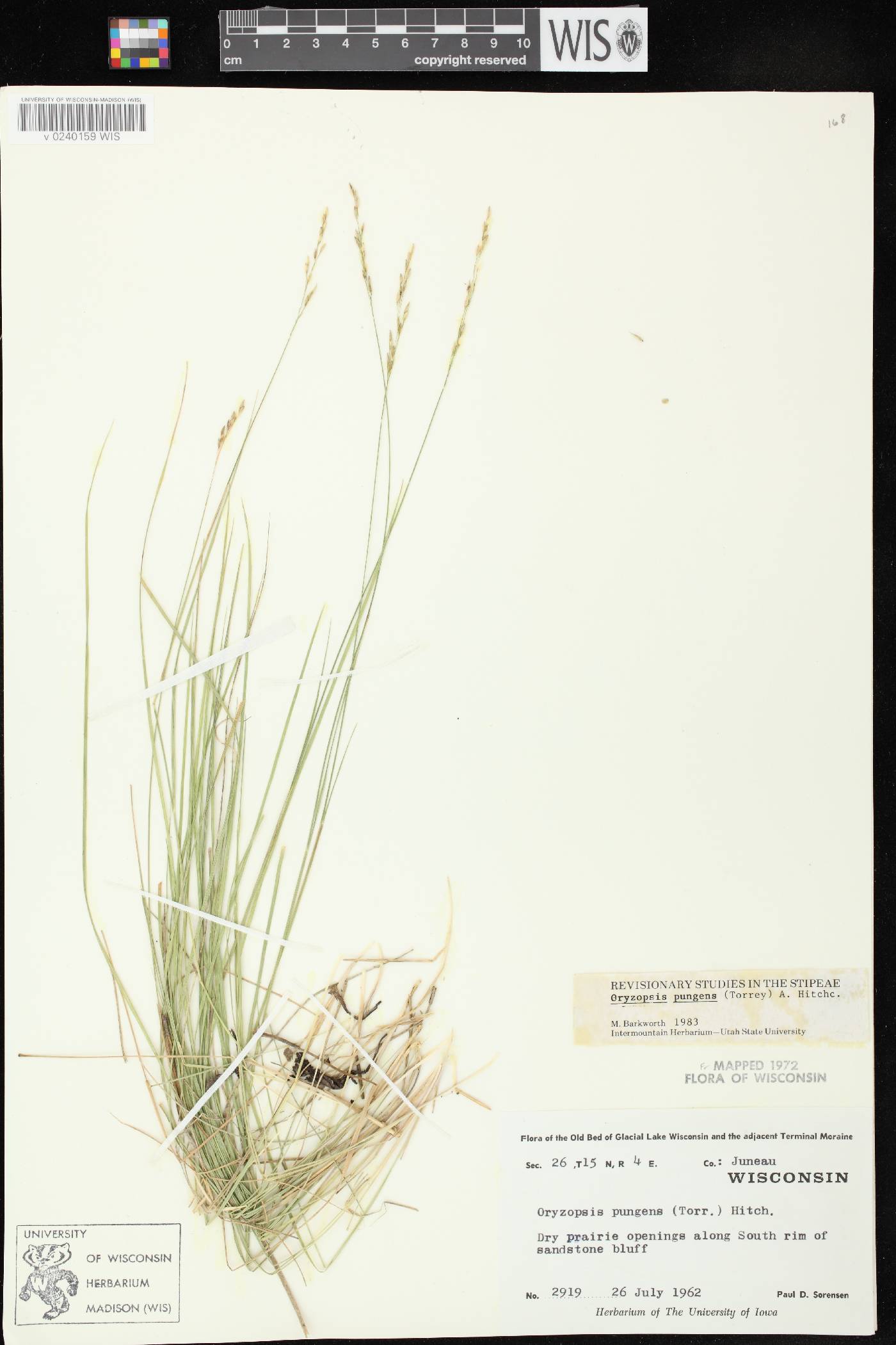Piptatheropsis pungens image