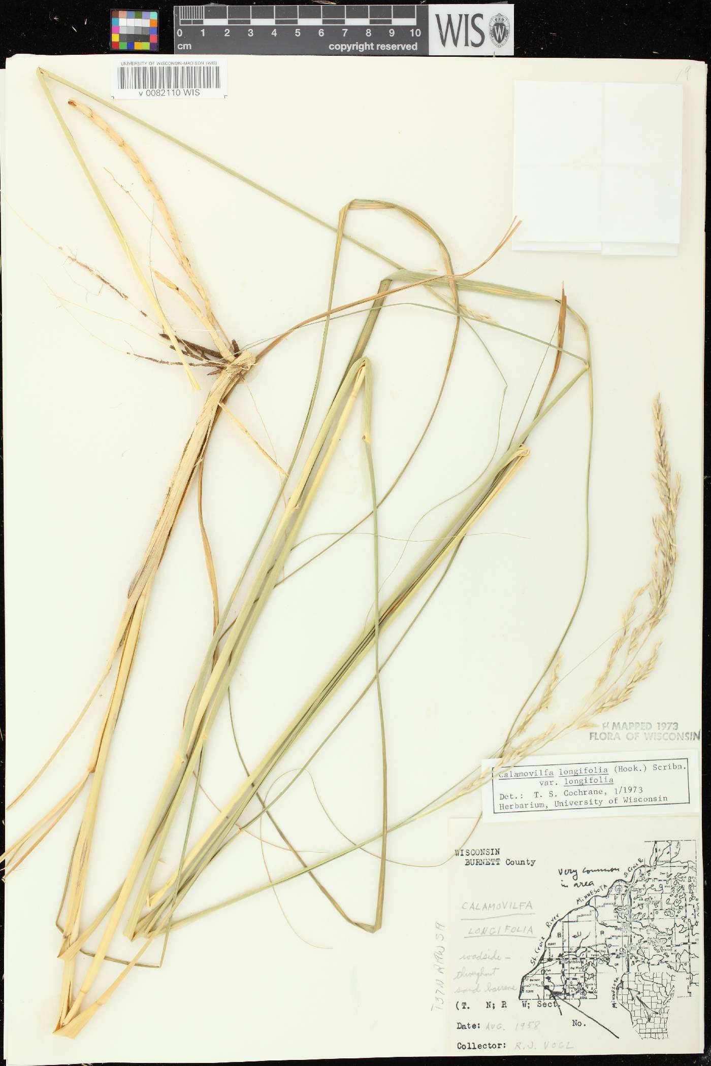 Calamovilfa longifolia image