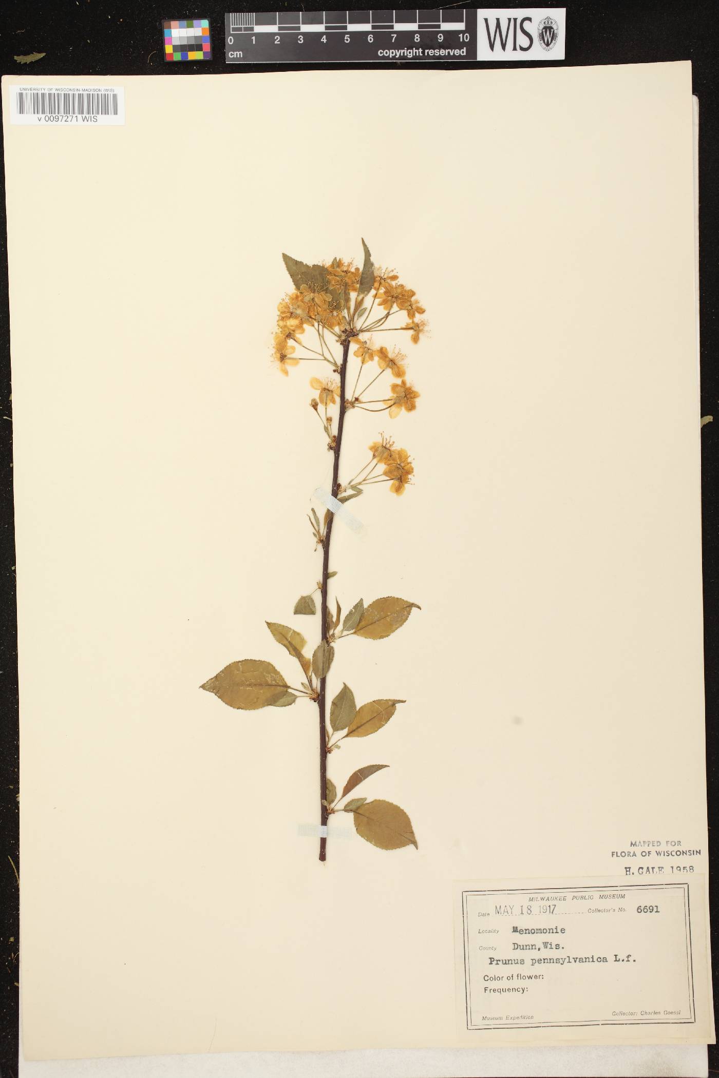 Prunus pensylvanica image