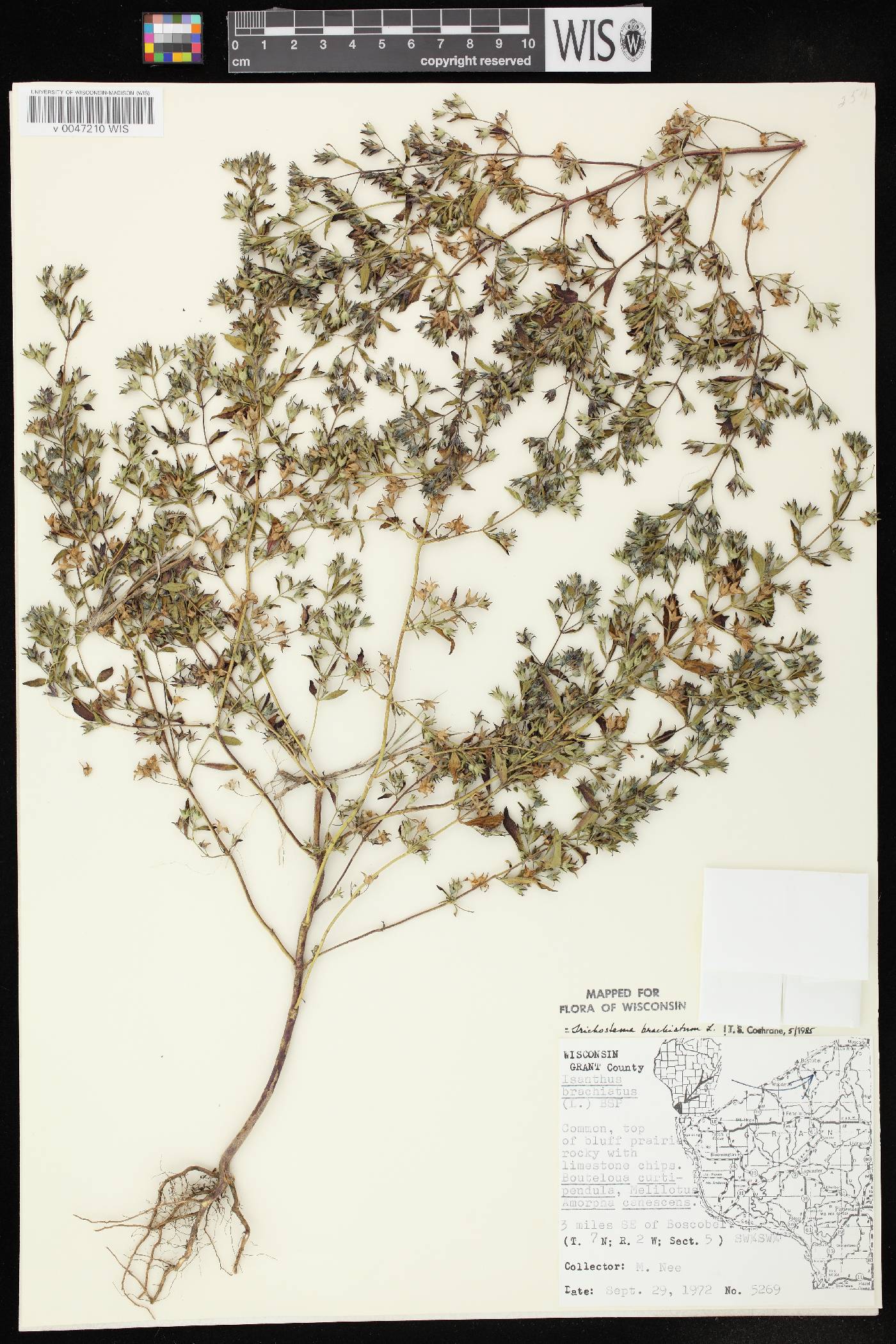Trichostema brachiatum image