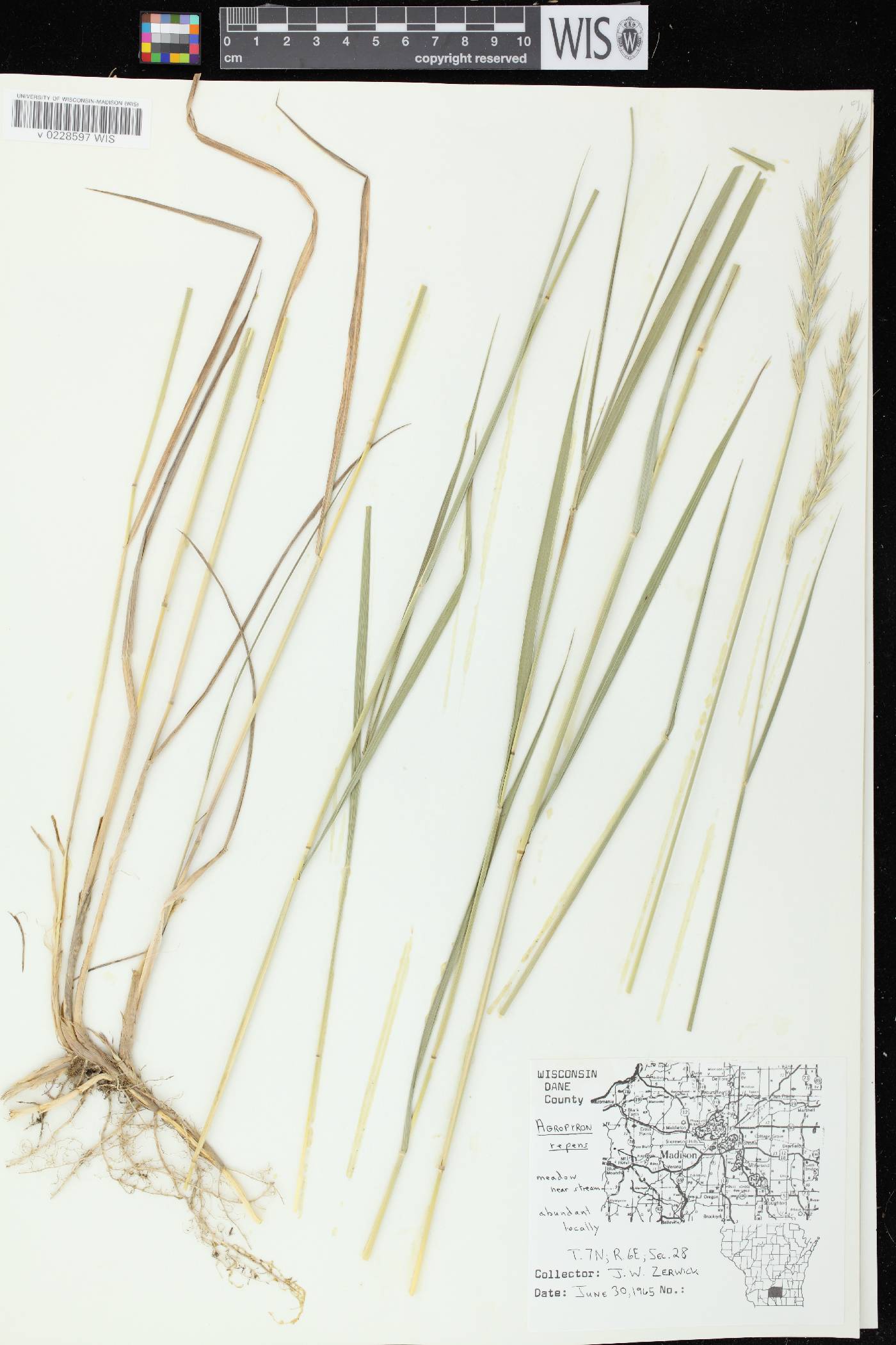 Elymus repens image