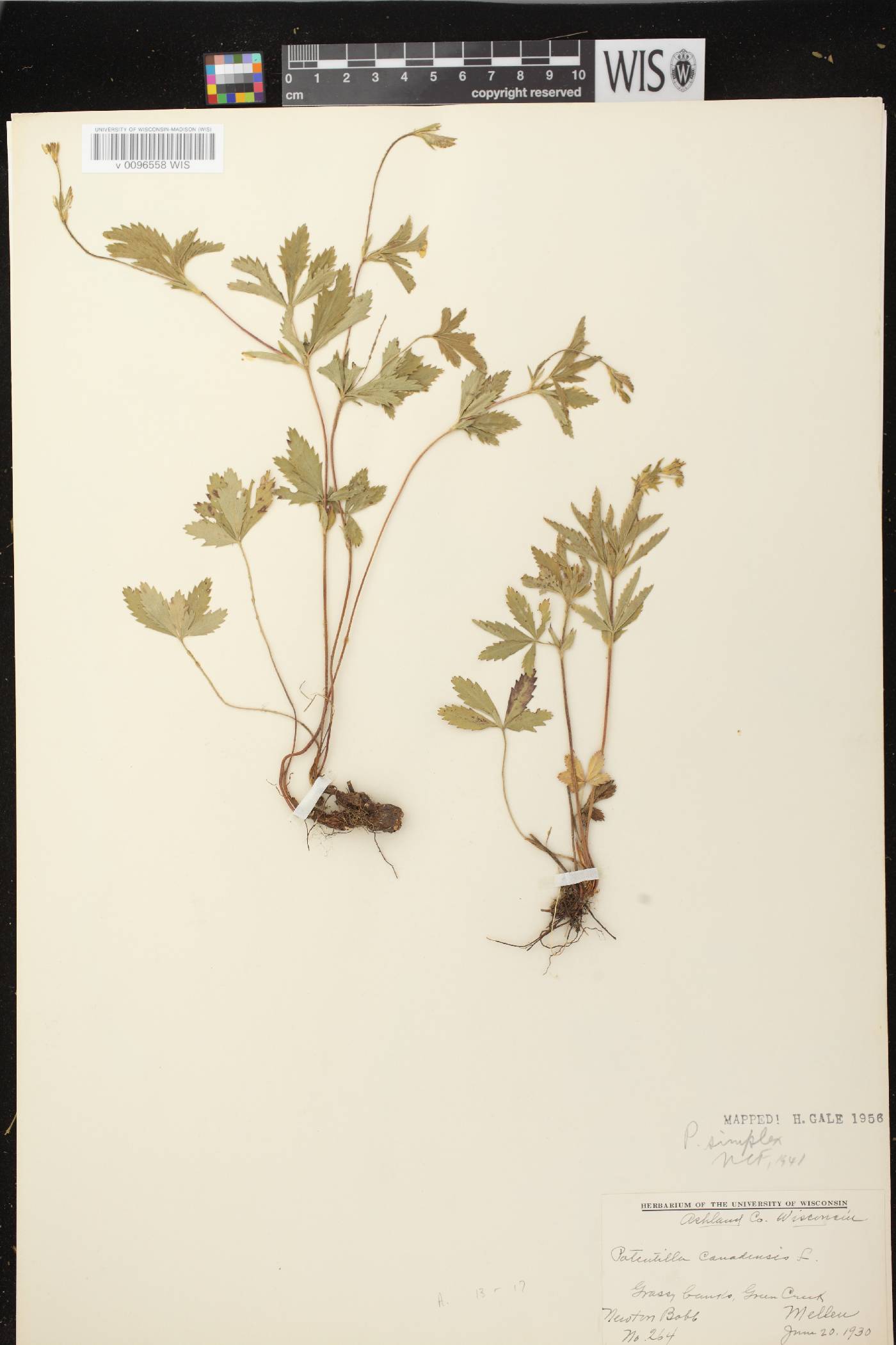 Potentilla simplex image