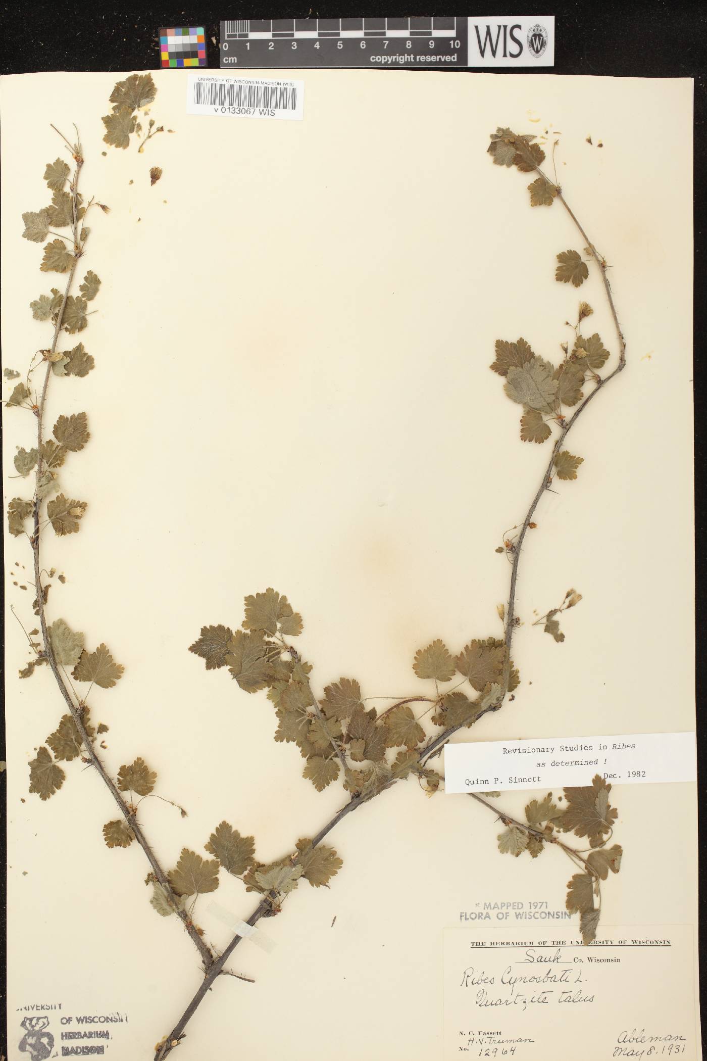 Ribes cynosbati image
