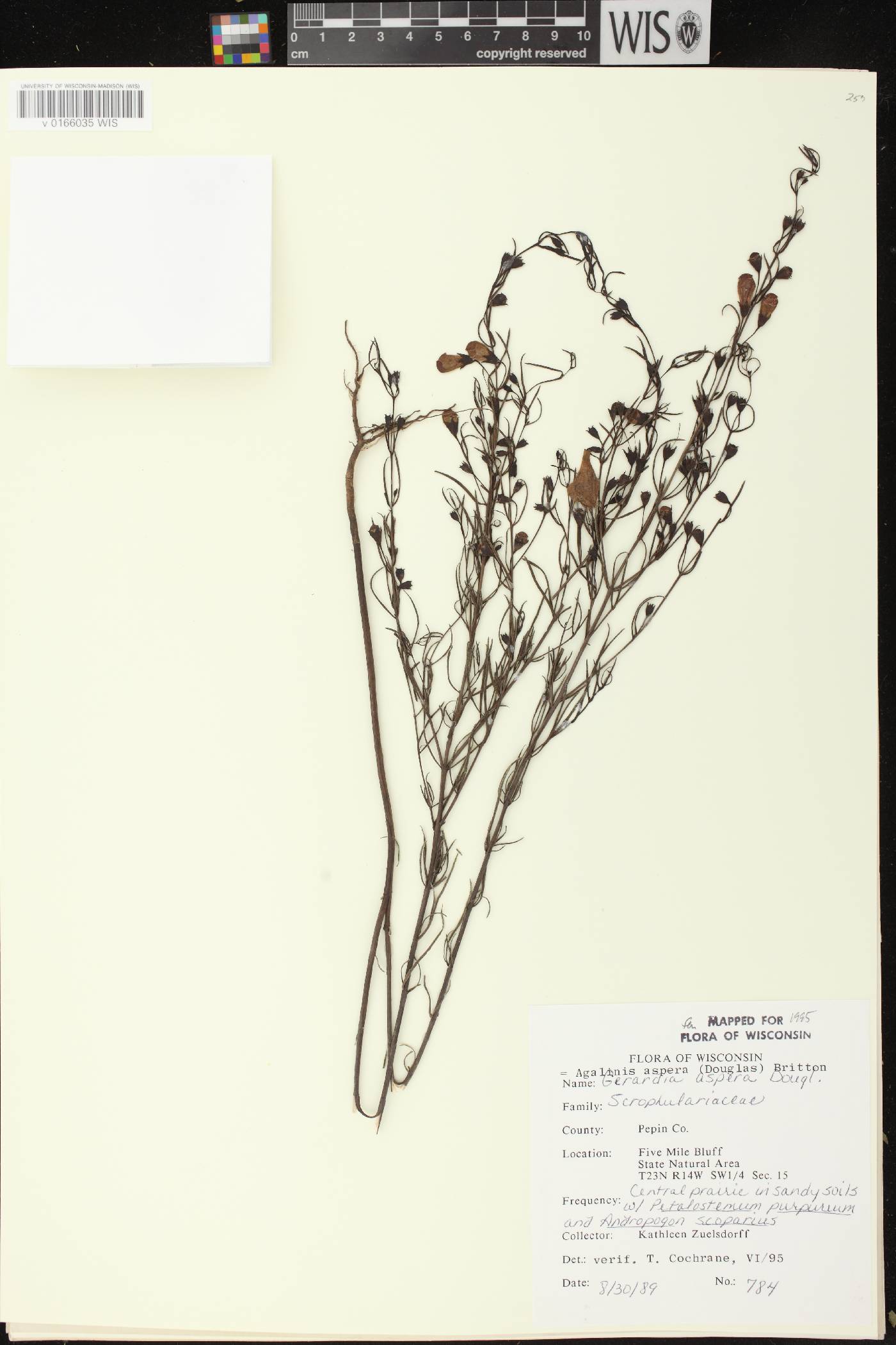 Agalinis aspera image