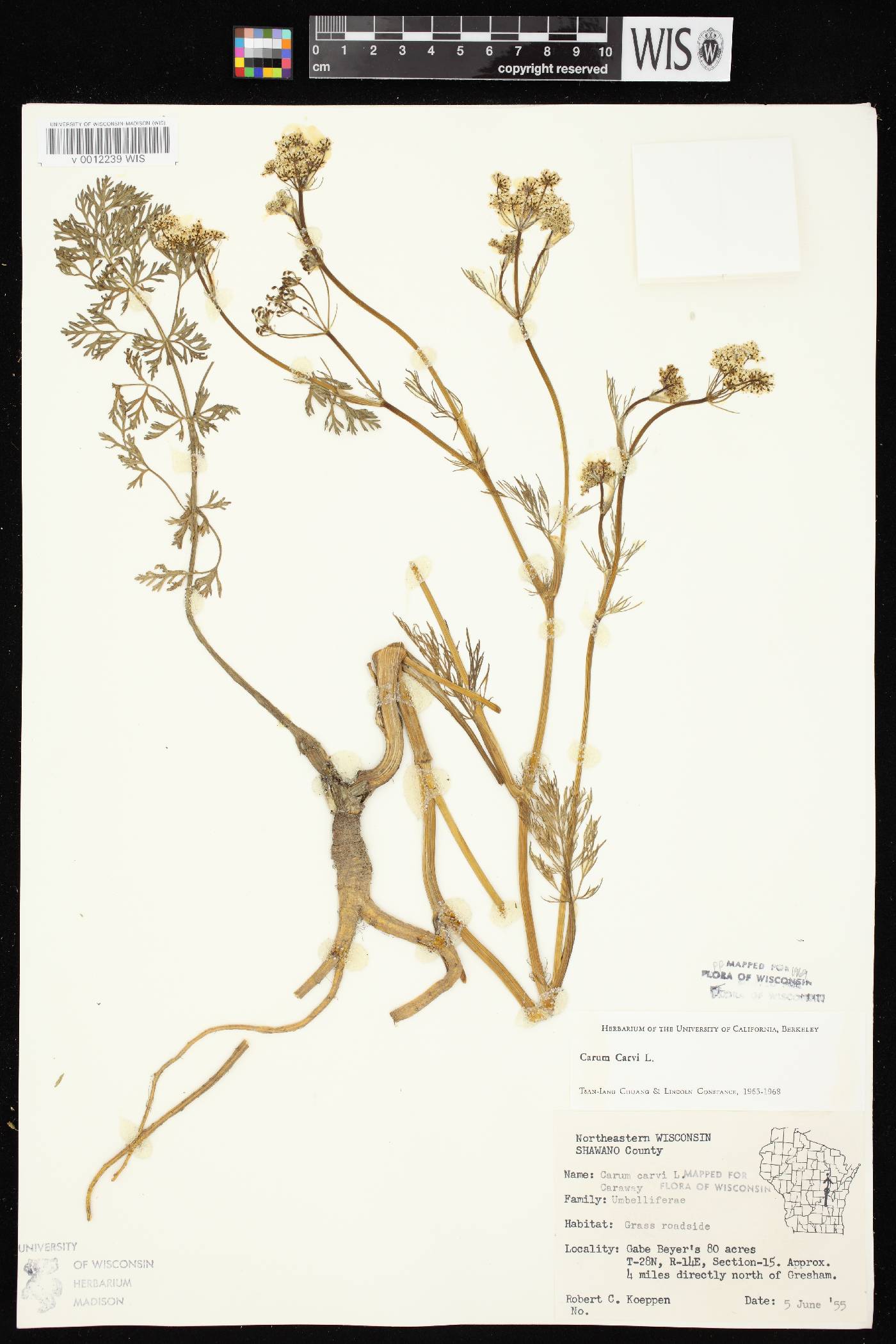 Carum carvi image