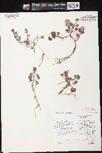 Image of Glechoma hederacea var. micrantha