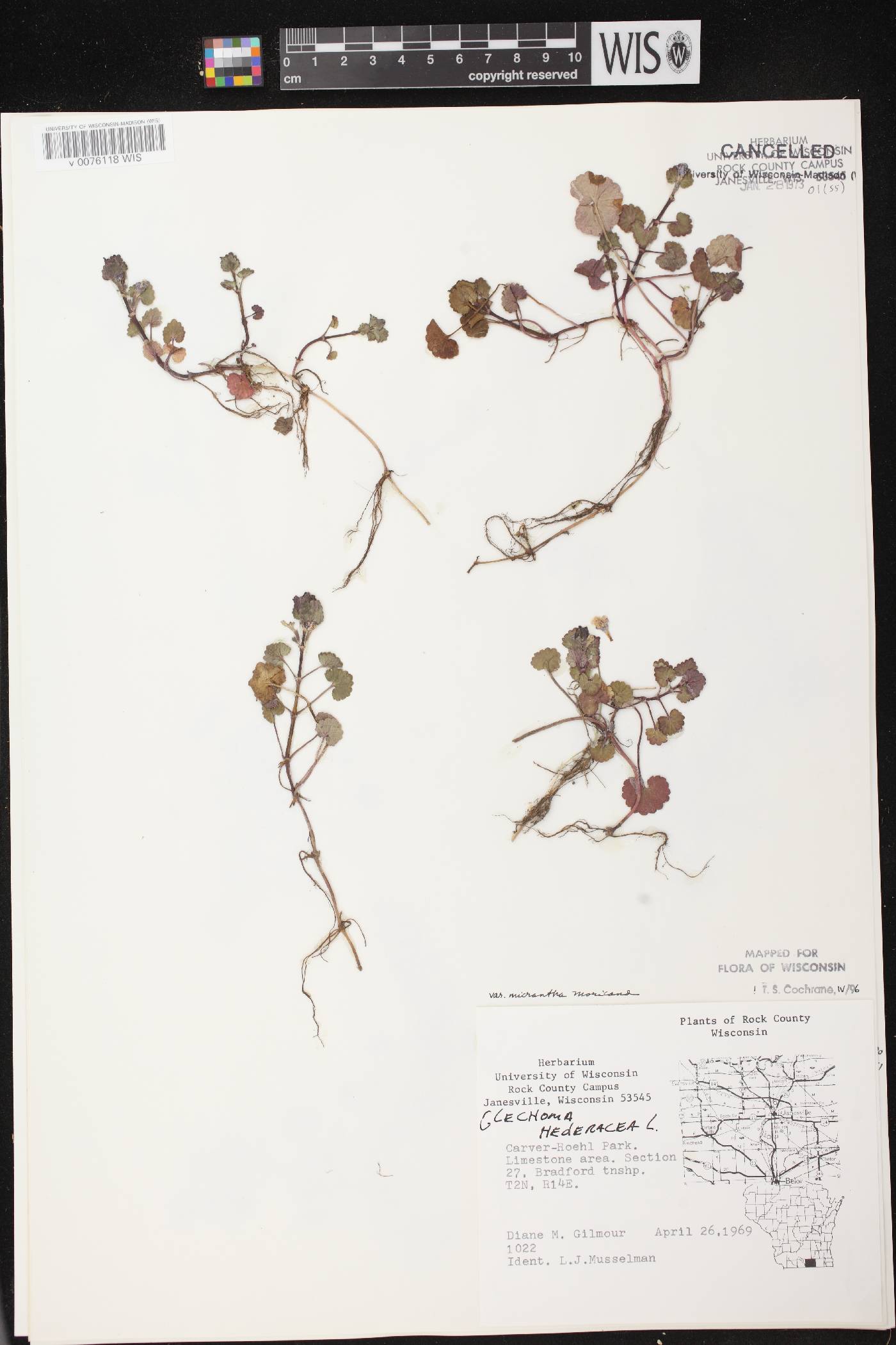 Glechoma hederacea image